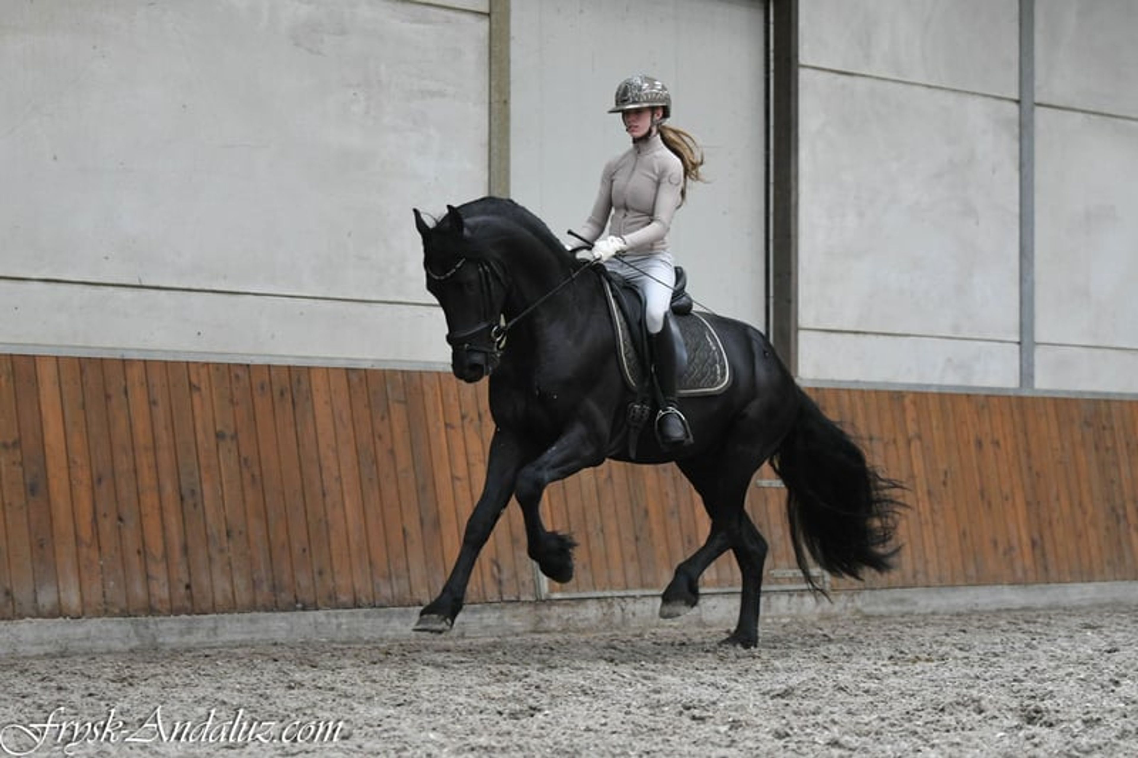 Beautiful and sweet Ster stallion - Image 6