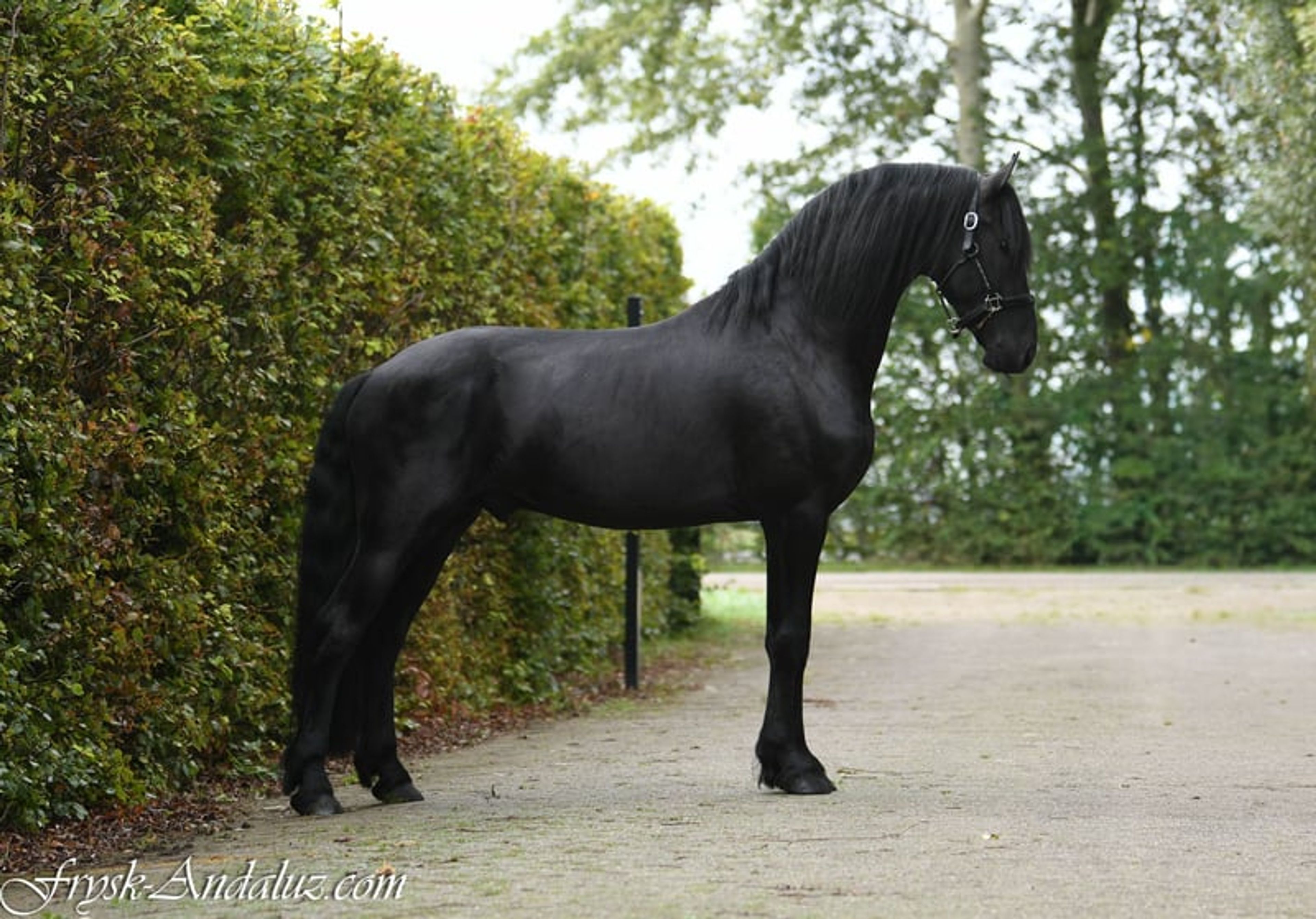 Beautiful and sweet Ster stallion - Image 7