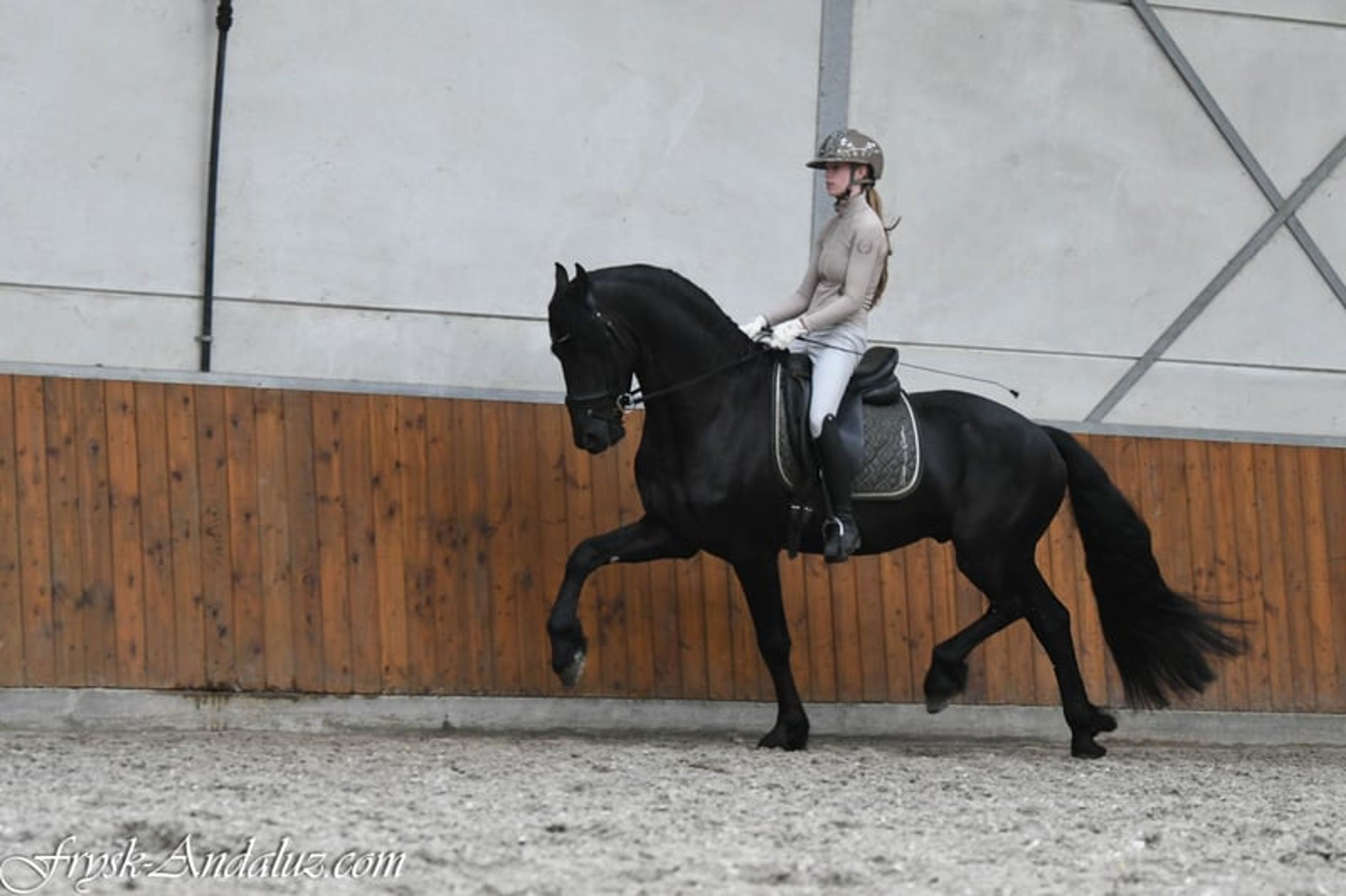 Beautiful and sweet Ster stallion - Image 8