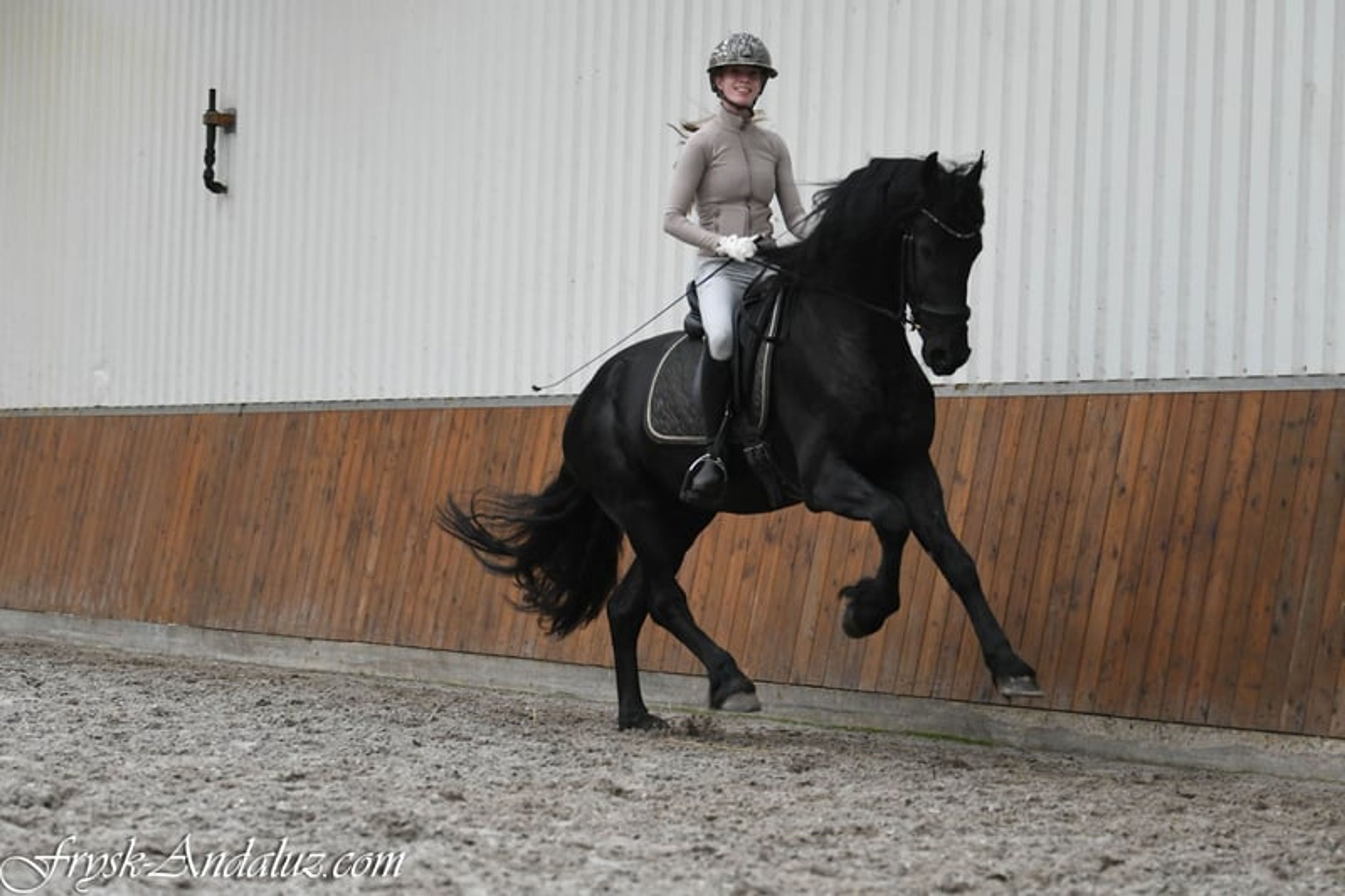 Beautiful and sweet Ster stallion - Image 9