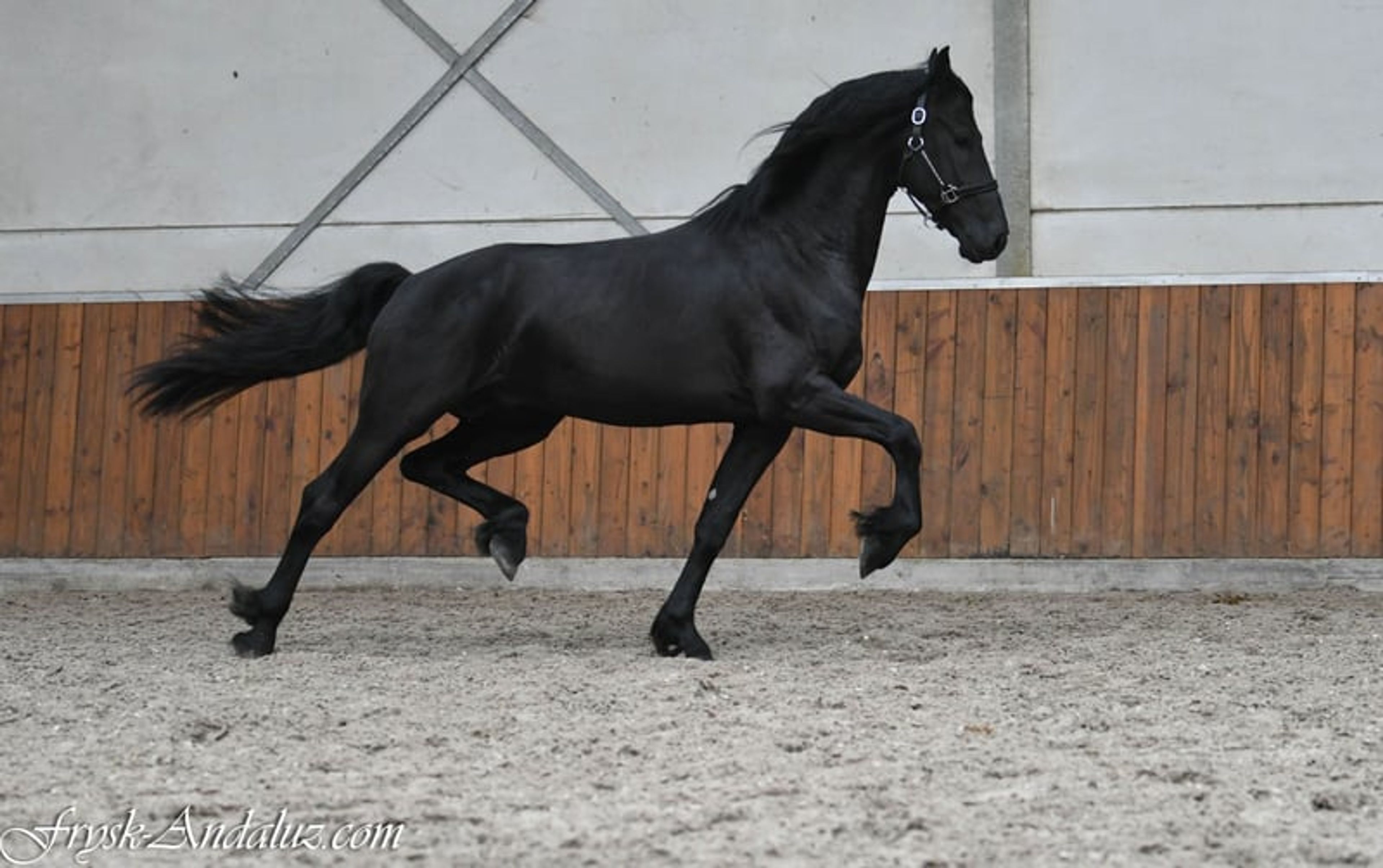 Beautiful and sweet Ster stallion - Image 10