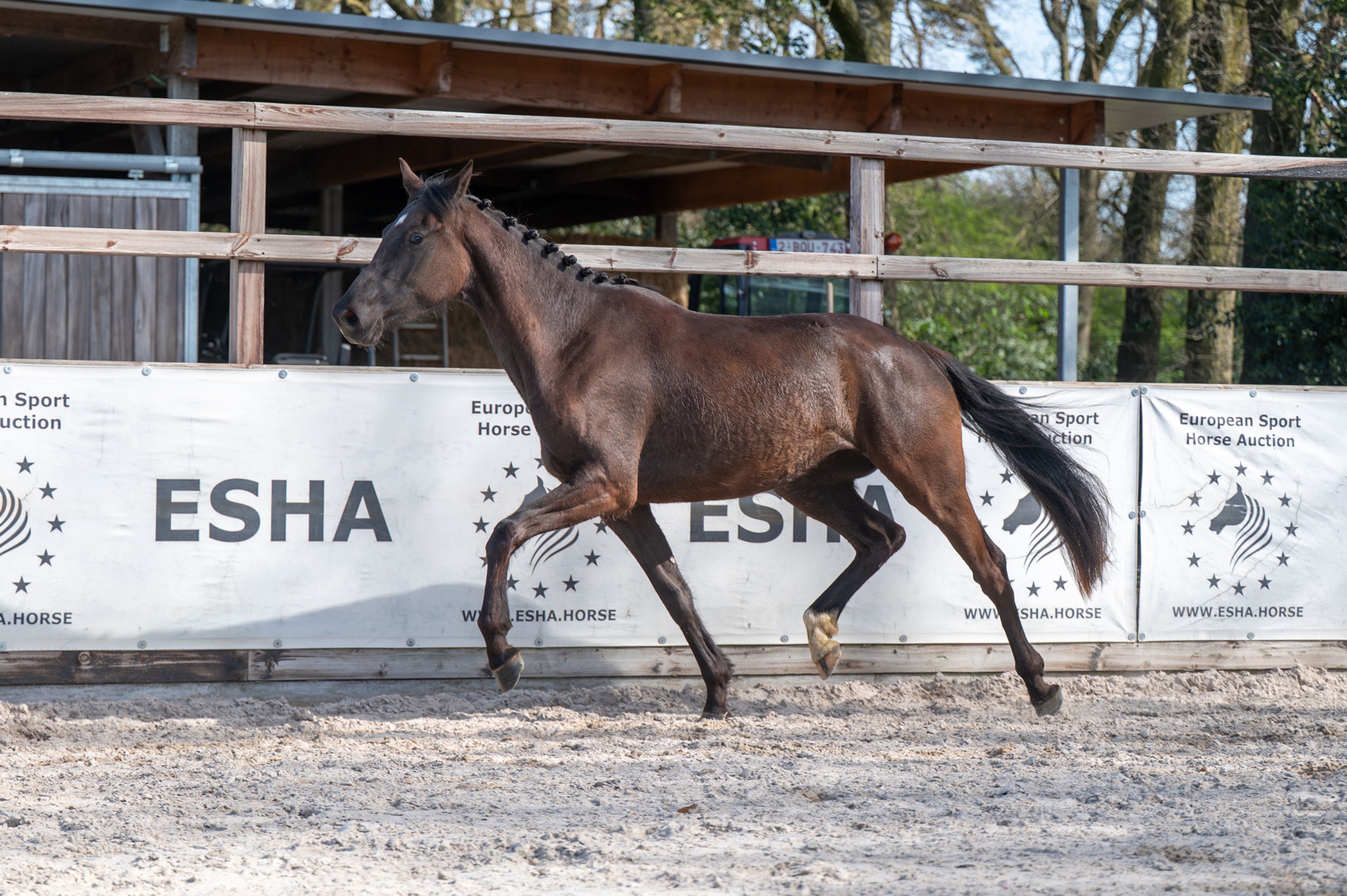 Aya Zelma vh Eusselhof (RACOON x GUARDIAN S) - Image 1