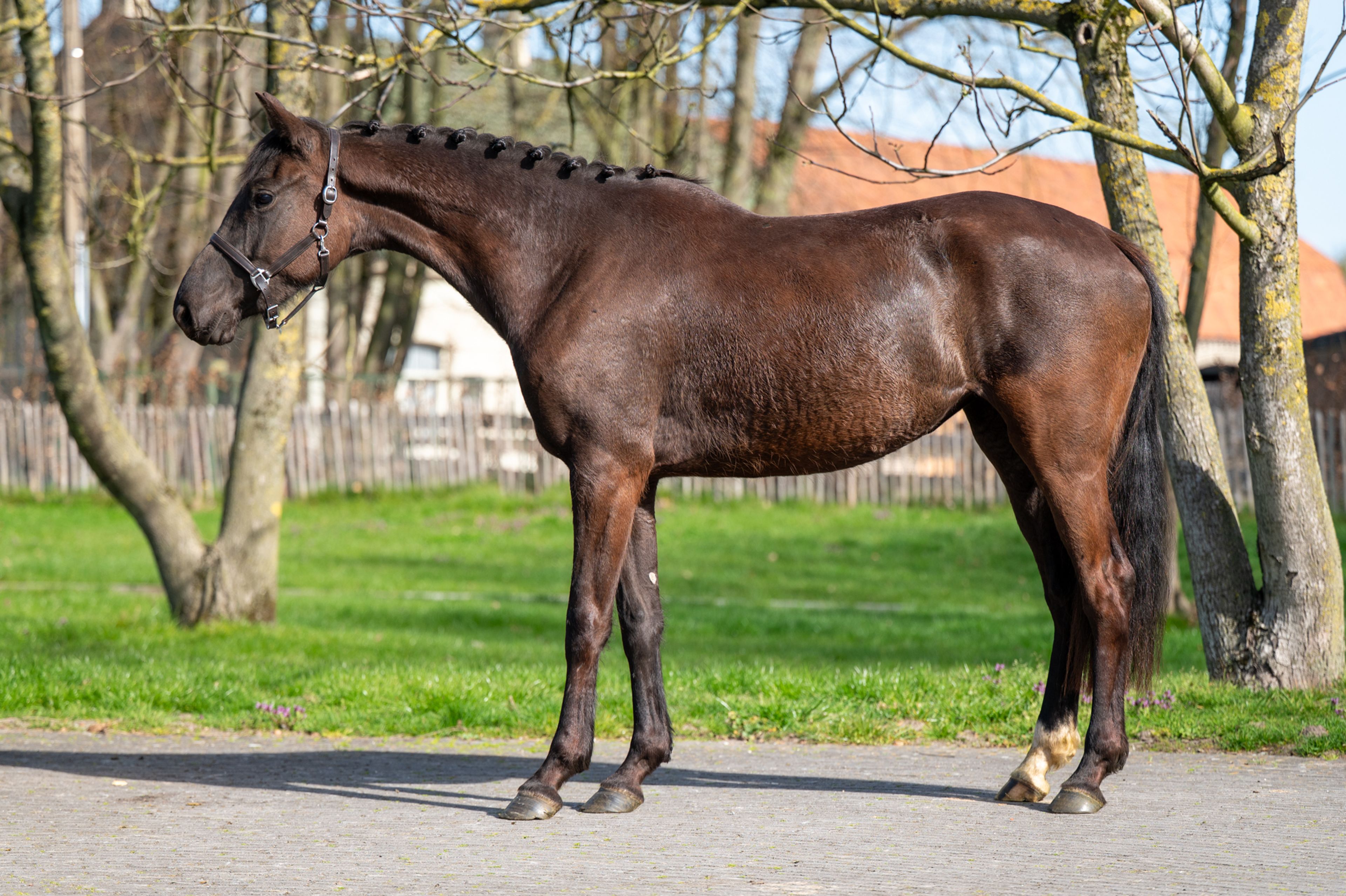 Aya Zelma vh Eusselhof (RACOON x GUARDIAN S) - Image 5