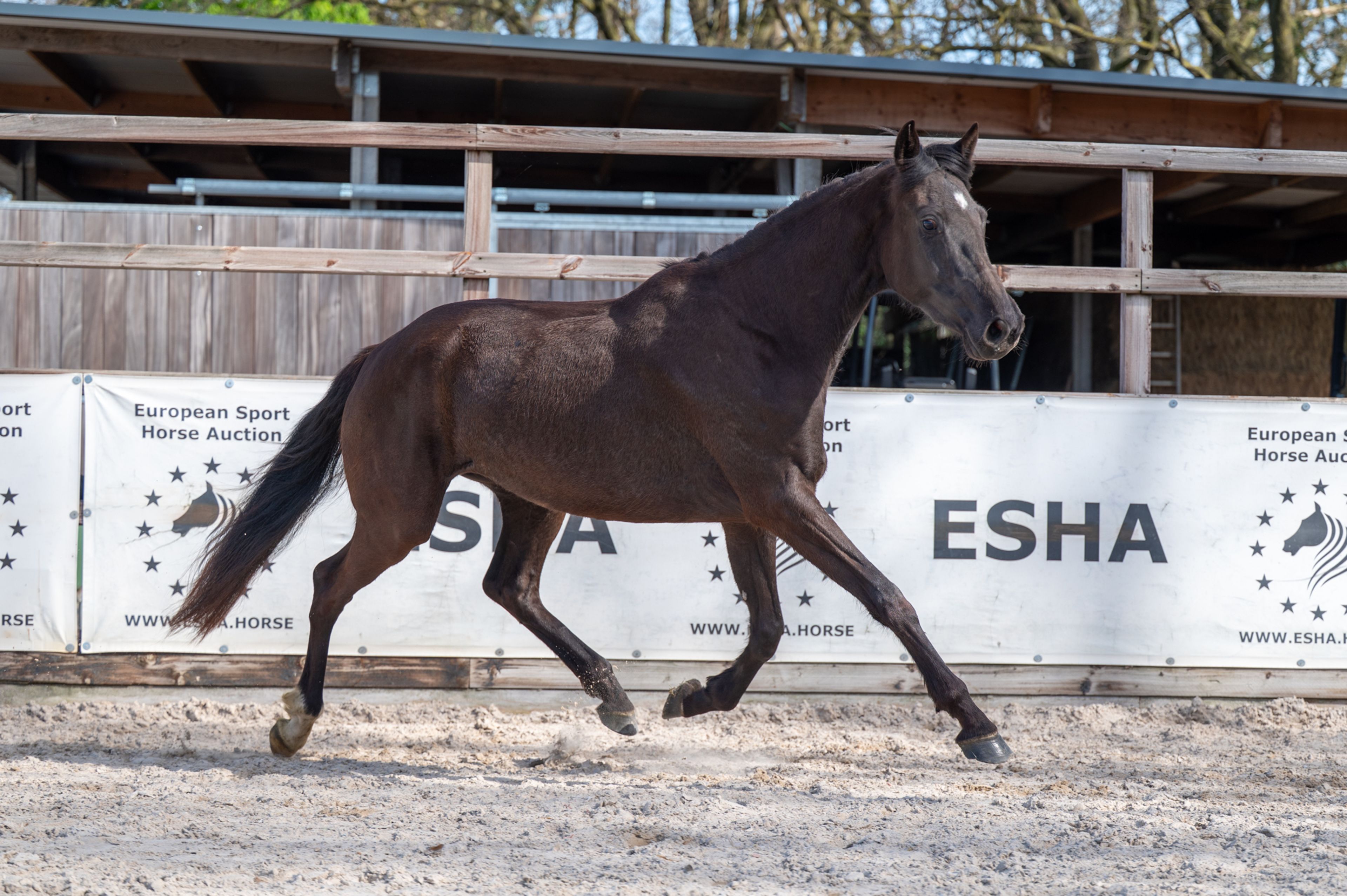 Aya Zelma vh Eusselhof (RACOON x GUARDIAN S) - Image 7