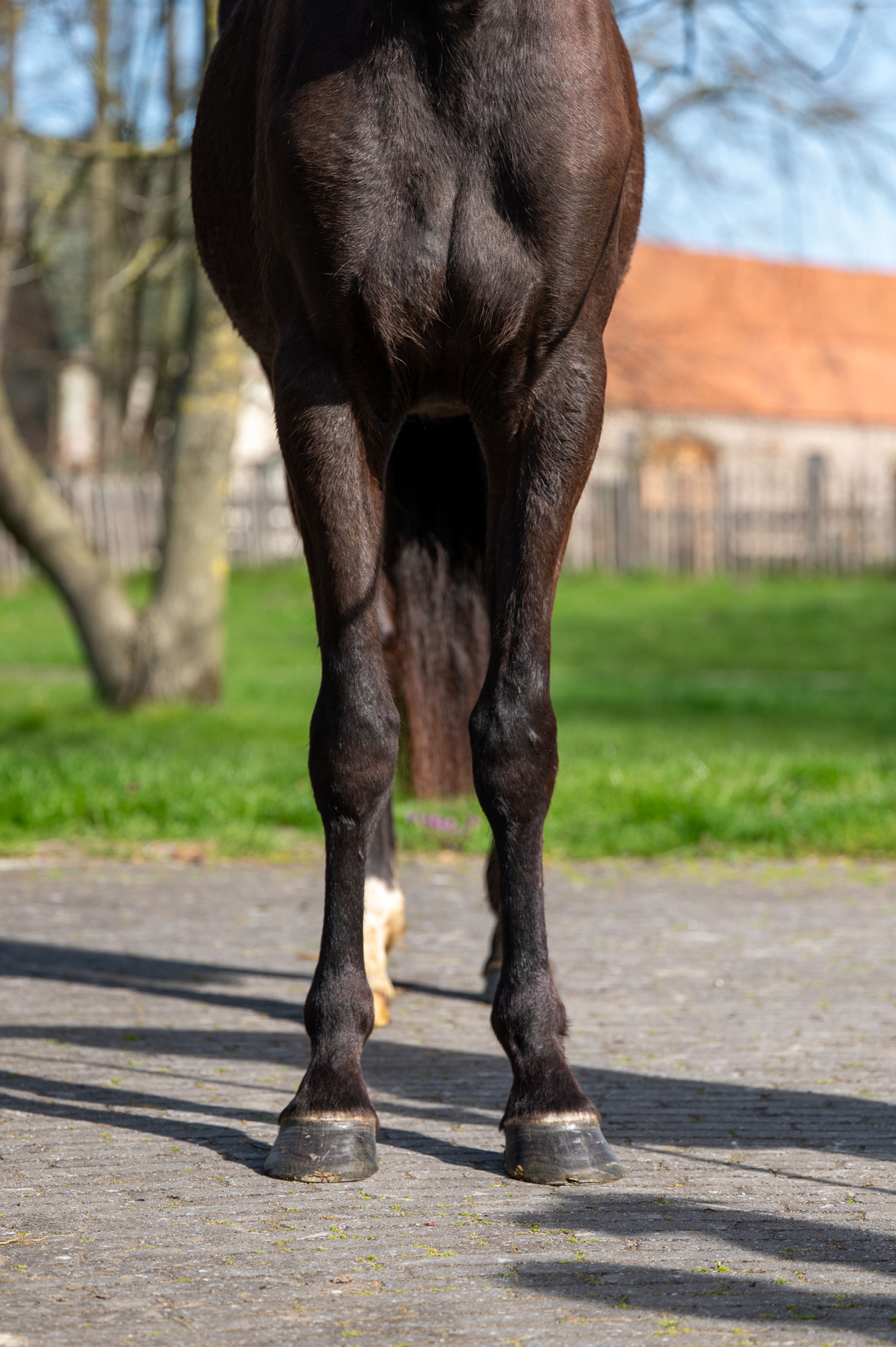 Aya Zelma vh Eusselhof (RACOON x GUARDIAN S) - Image 8