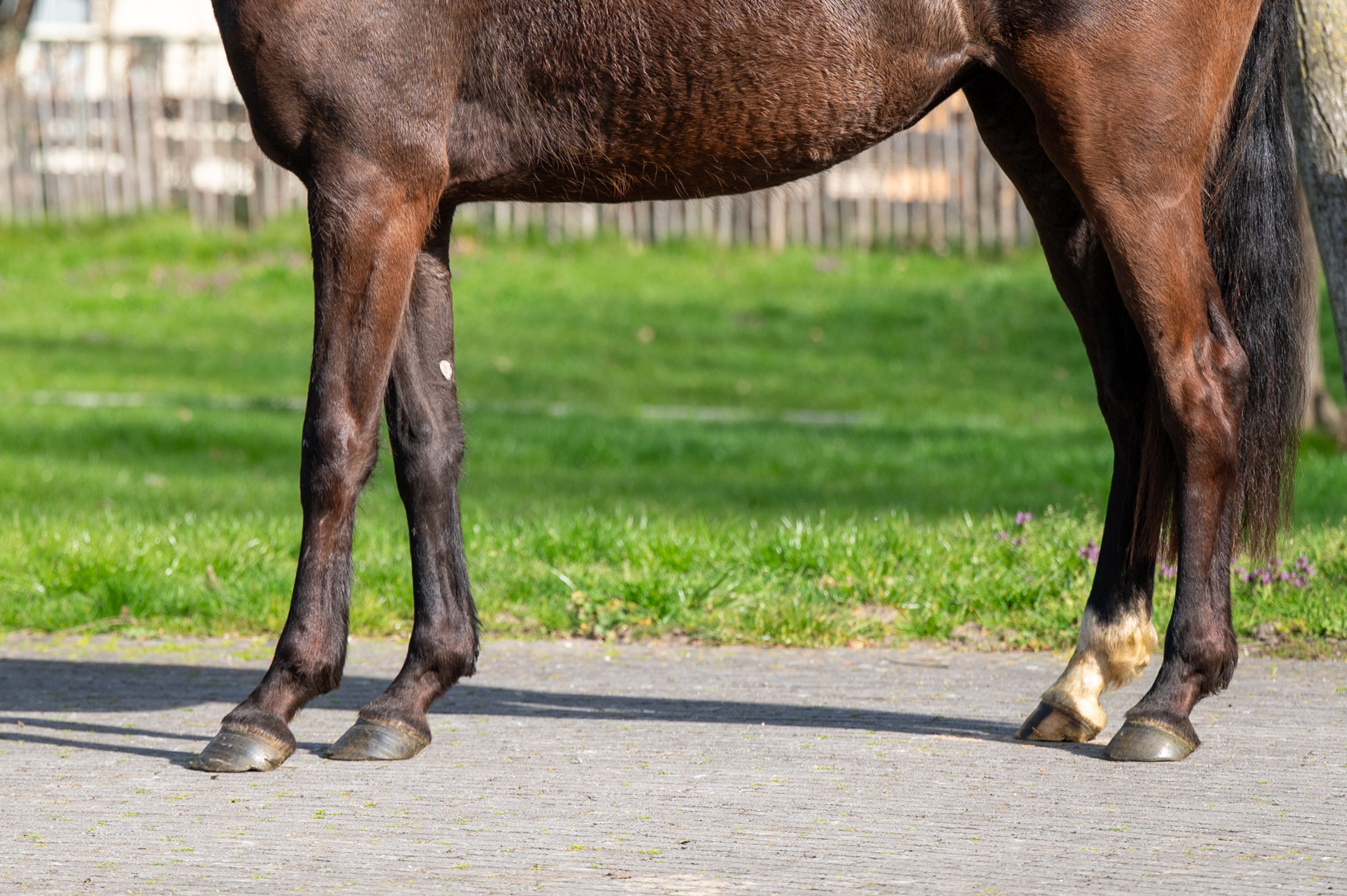 Aya Zelma vh Eusselhof (RACOON x GUARDIAN S) - Image 9