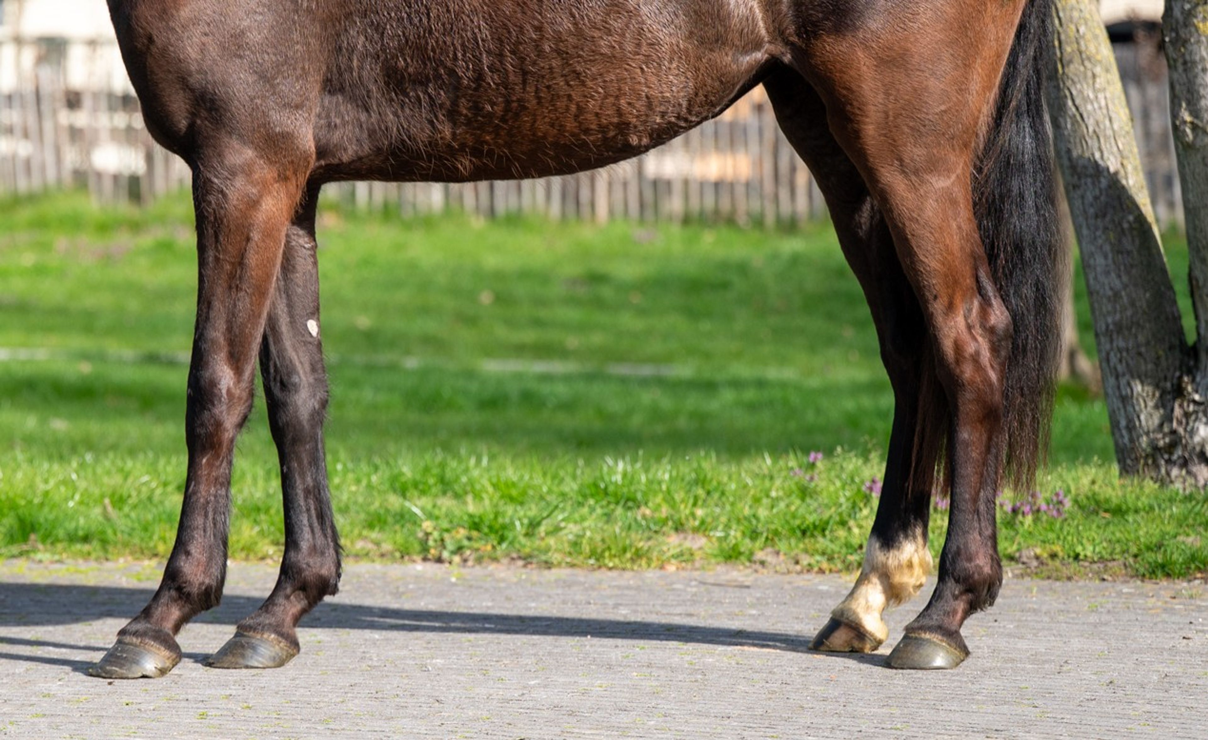 Aya Zelma vh Eusselhof (RACOON x GUARDIAN S) - Image 10