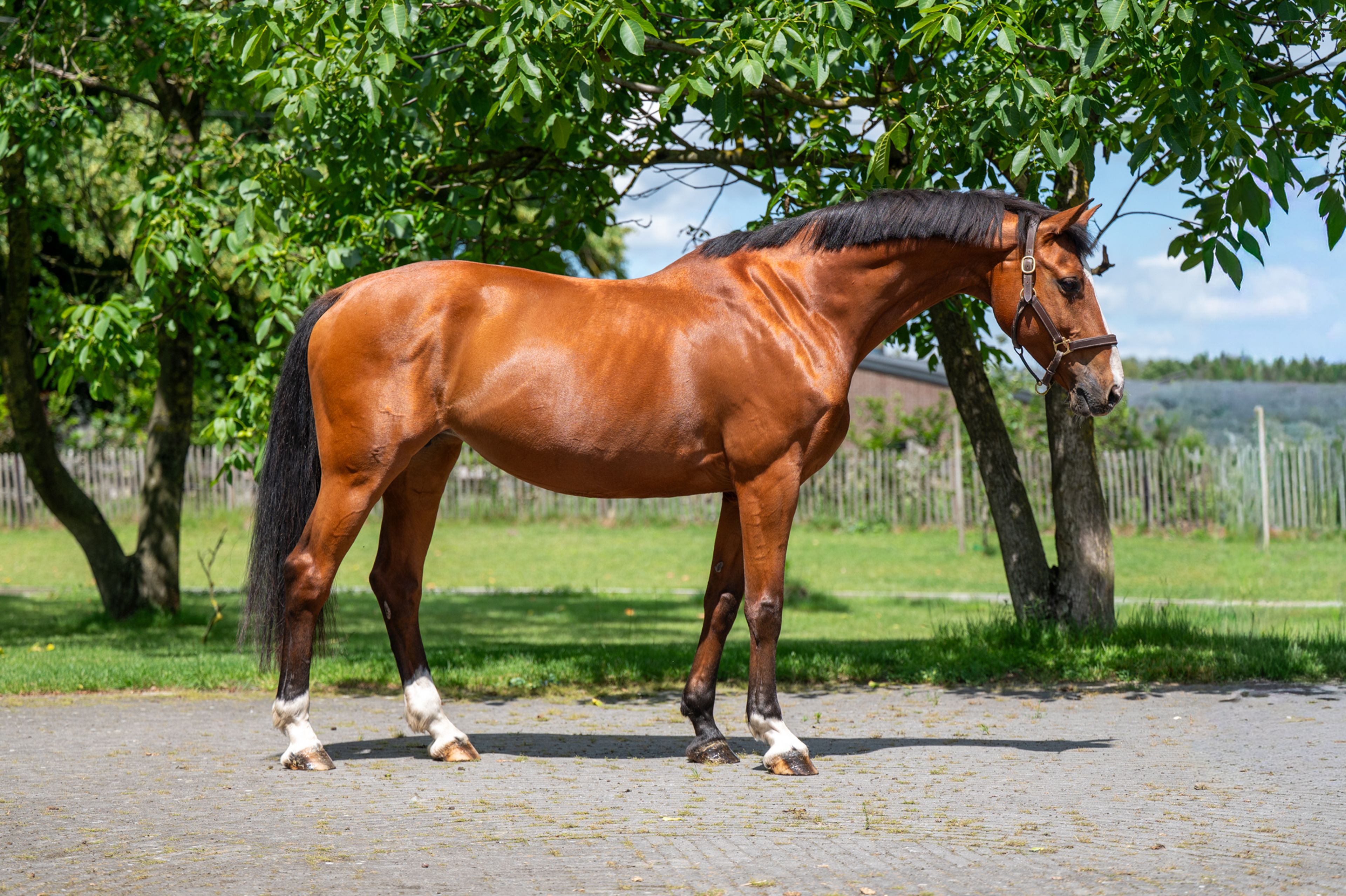 Galansa (QUASIMODO VD MOLENDREEF x JACORDE) - Image 1