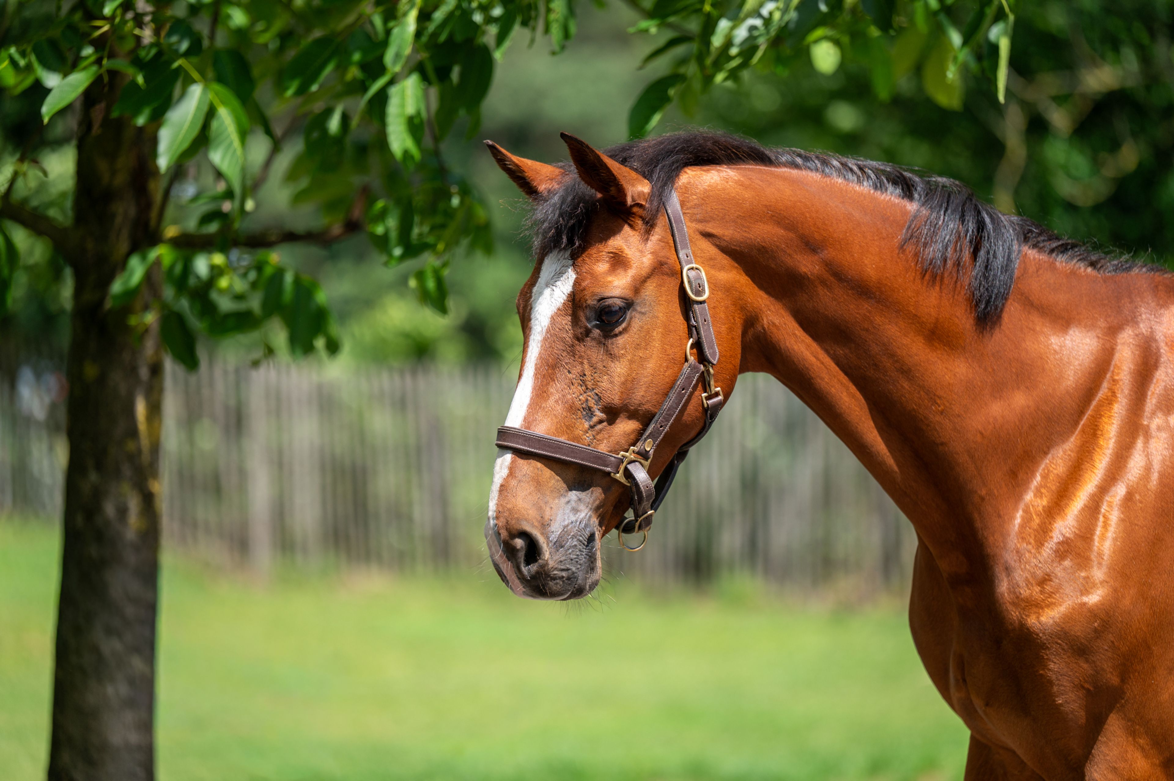 Galansa (QUASIMODO VD MOLENDREEF x JACORDE) - Image 2