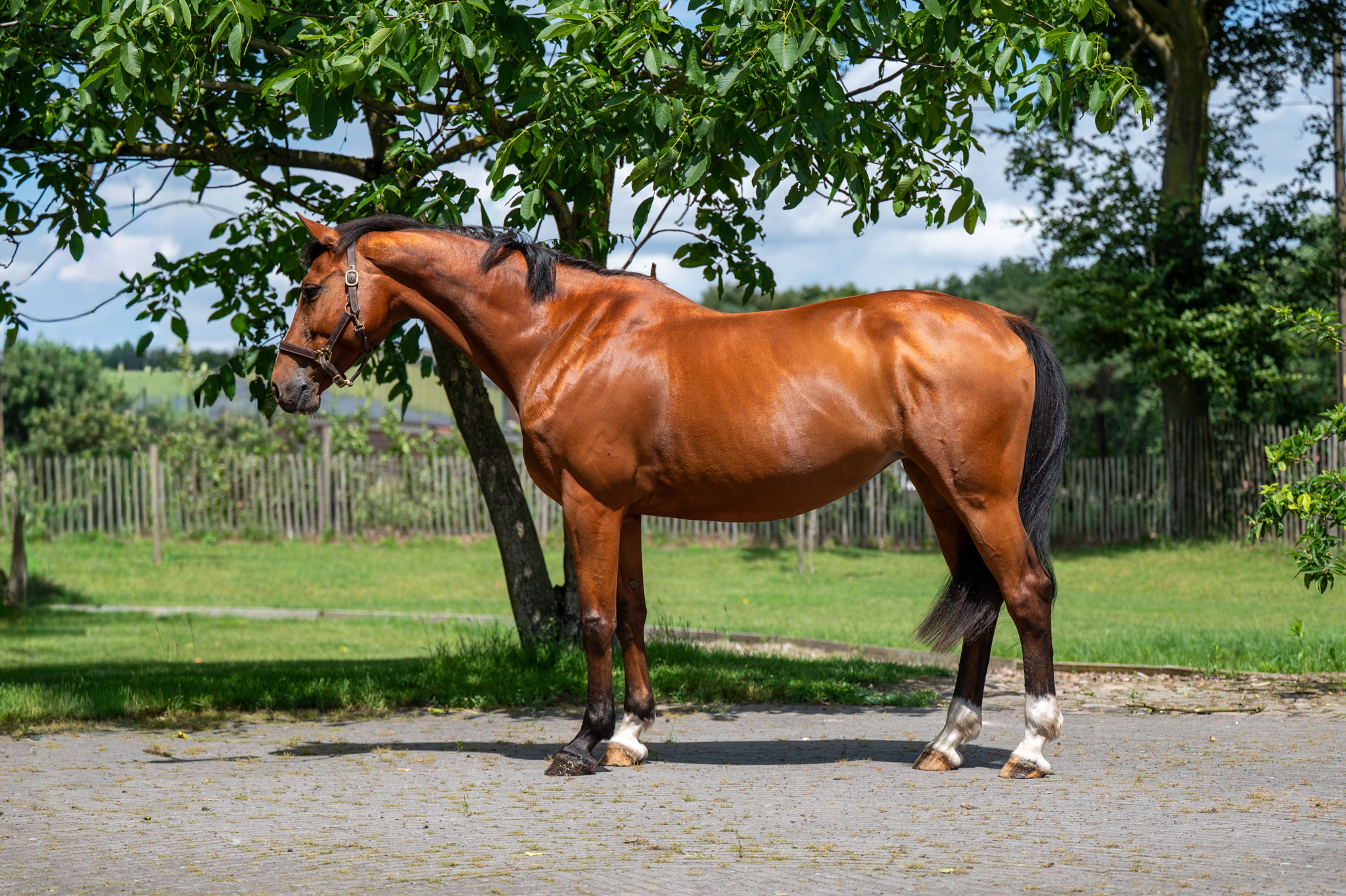 Galansa (QUASIMODO VD MOLENDREEF x JACORDE) - Image 3