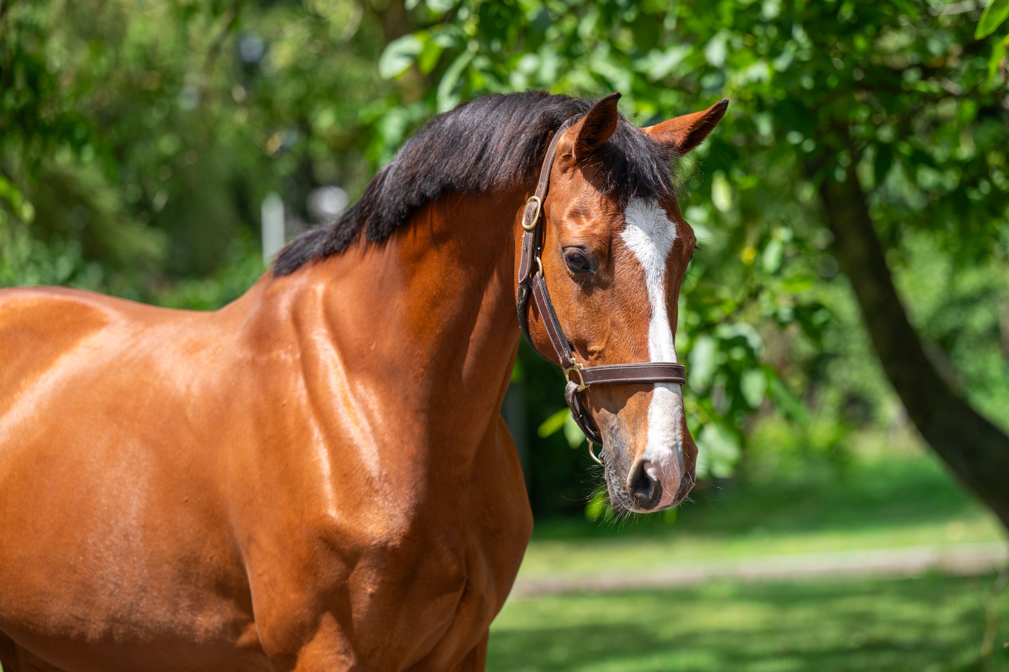 Galansa (QUASIMODO VD MOLENDREEF x JACORDE) - Image 4