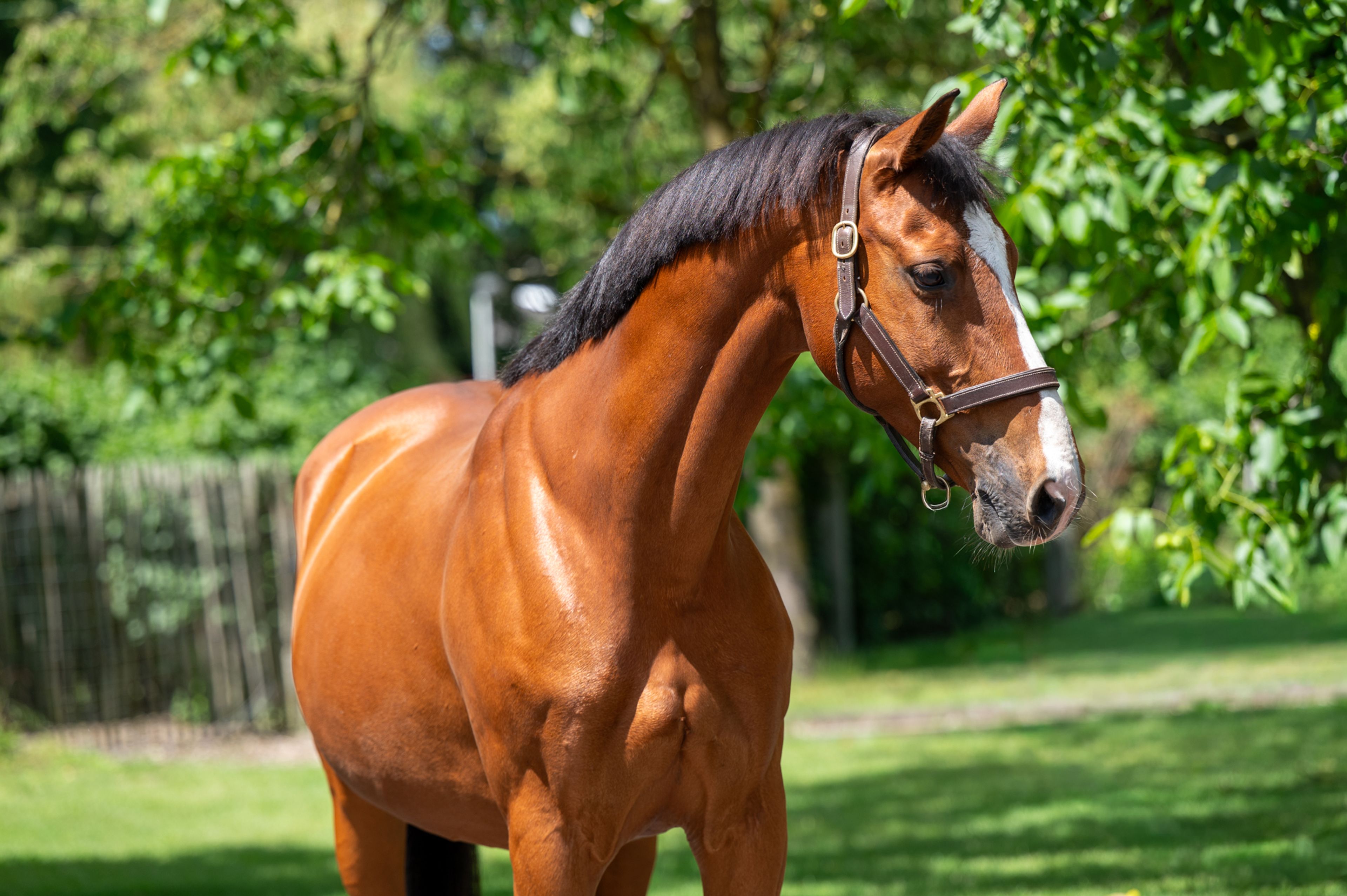 Galansa (QUASIMODO VD MOLENDREEF x JACORDE) - Image 5