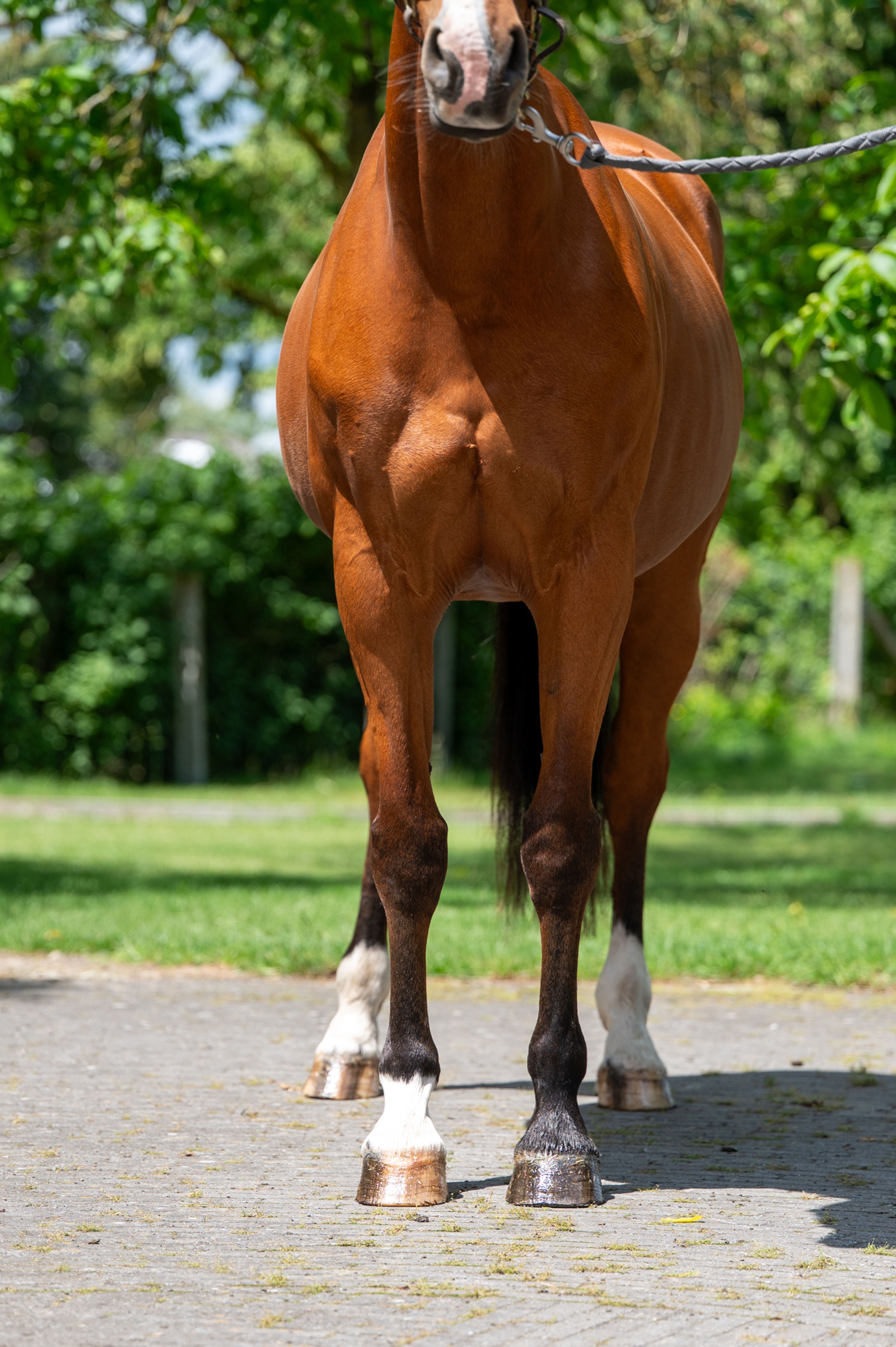 Galansa (QUASIMODO VD MOLENDREEF x JACORDE) - Image 6