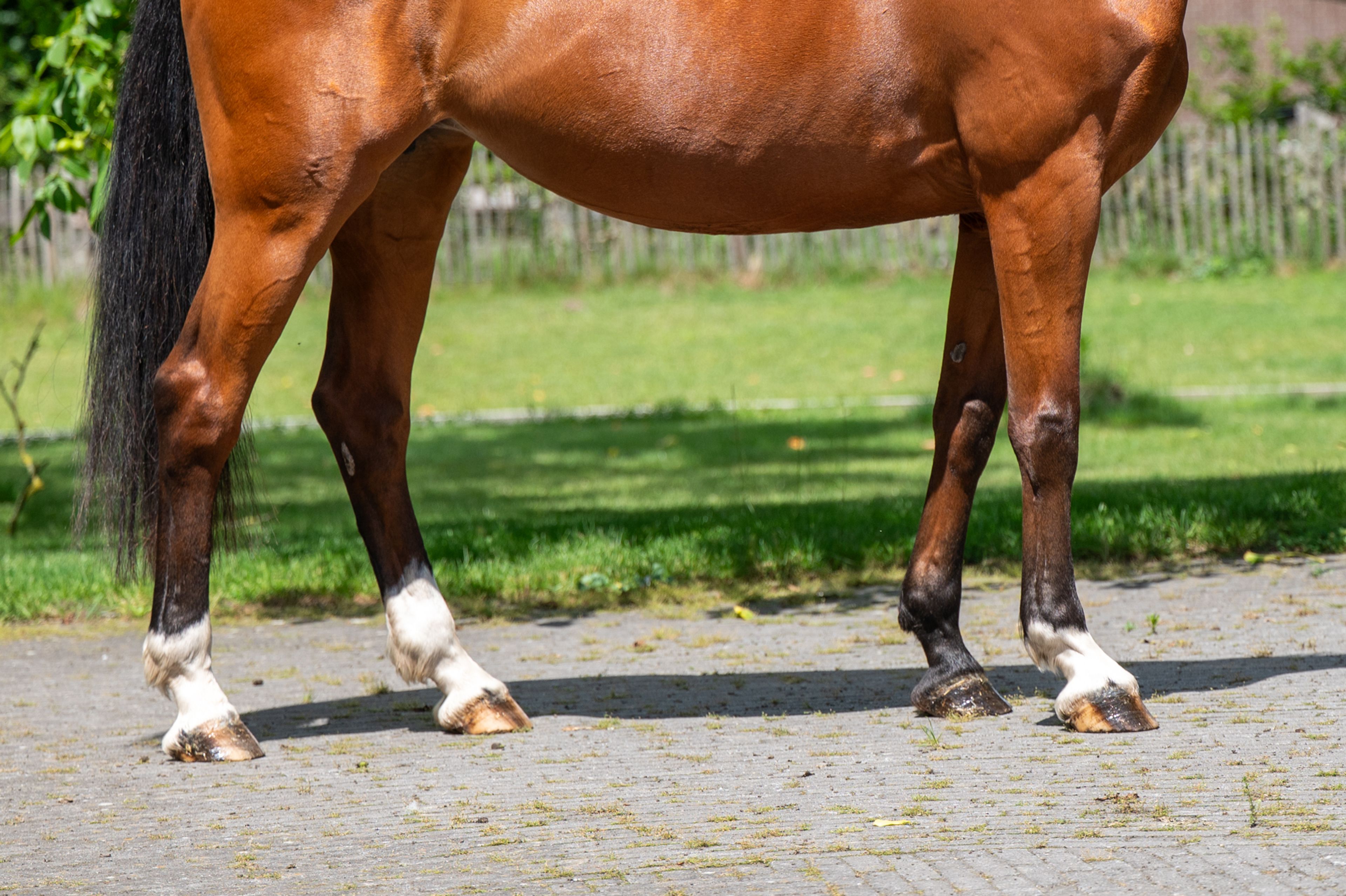 Galansa (QUASIMODO VD MOLENDREEF x JACORDE) - Image 7
