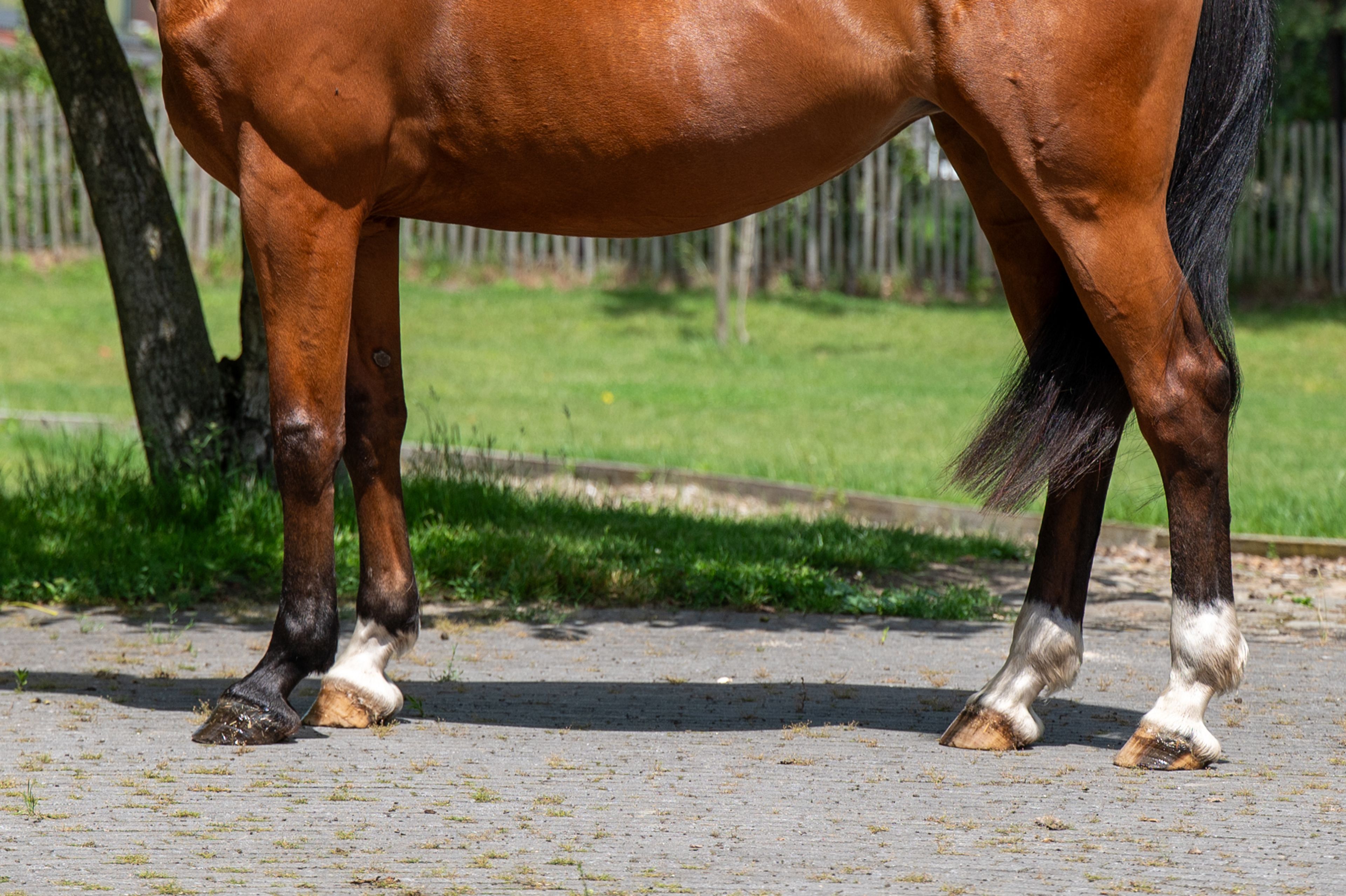 Galansa (QUASIMODO VD MOLENDREEF x JACORDE) - Image 8