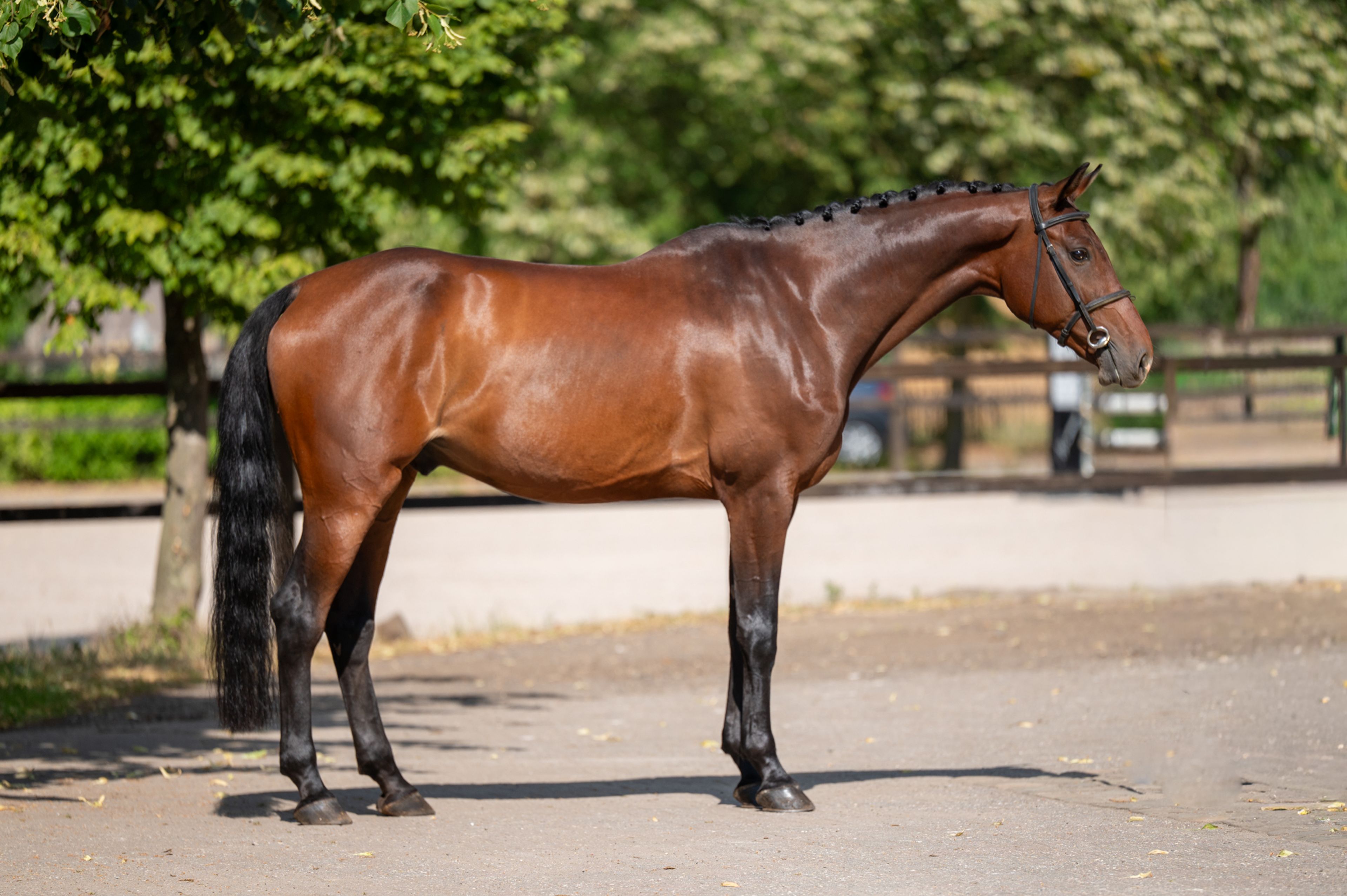 Uvanio Z (URICAS VD KATTEVENNEN x QUINAR) - Image 2