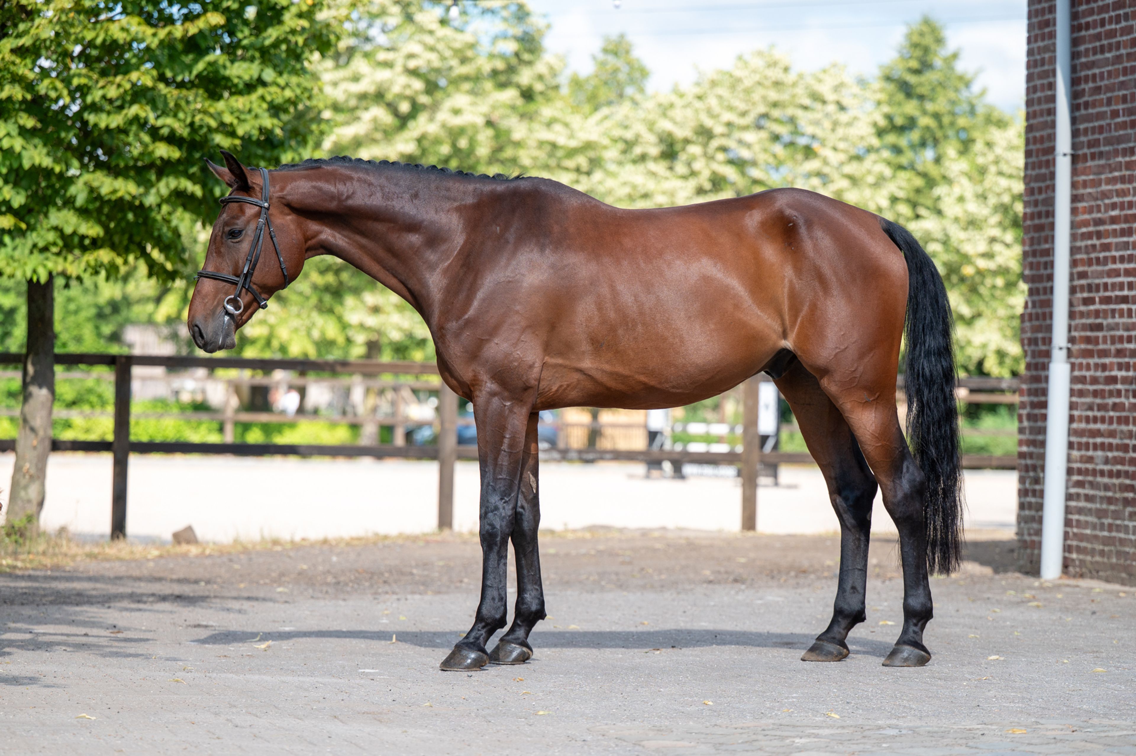 Uvanio Z (URICAS VD KATTEVENNEN x QUINAR) - Image 6