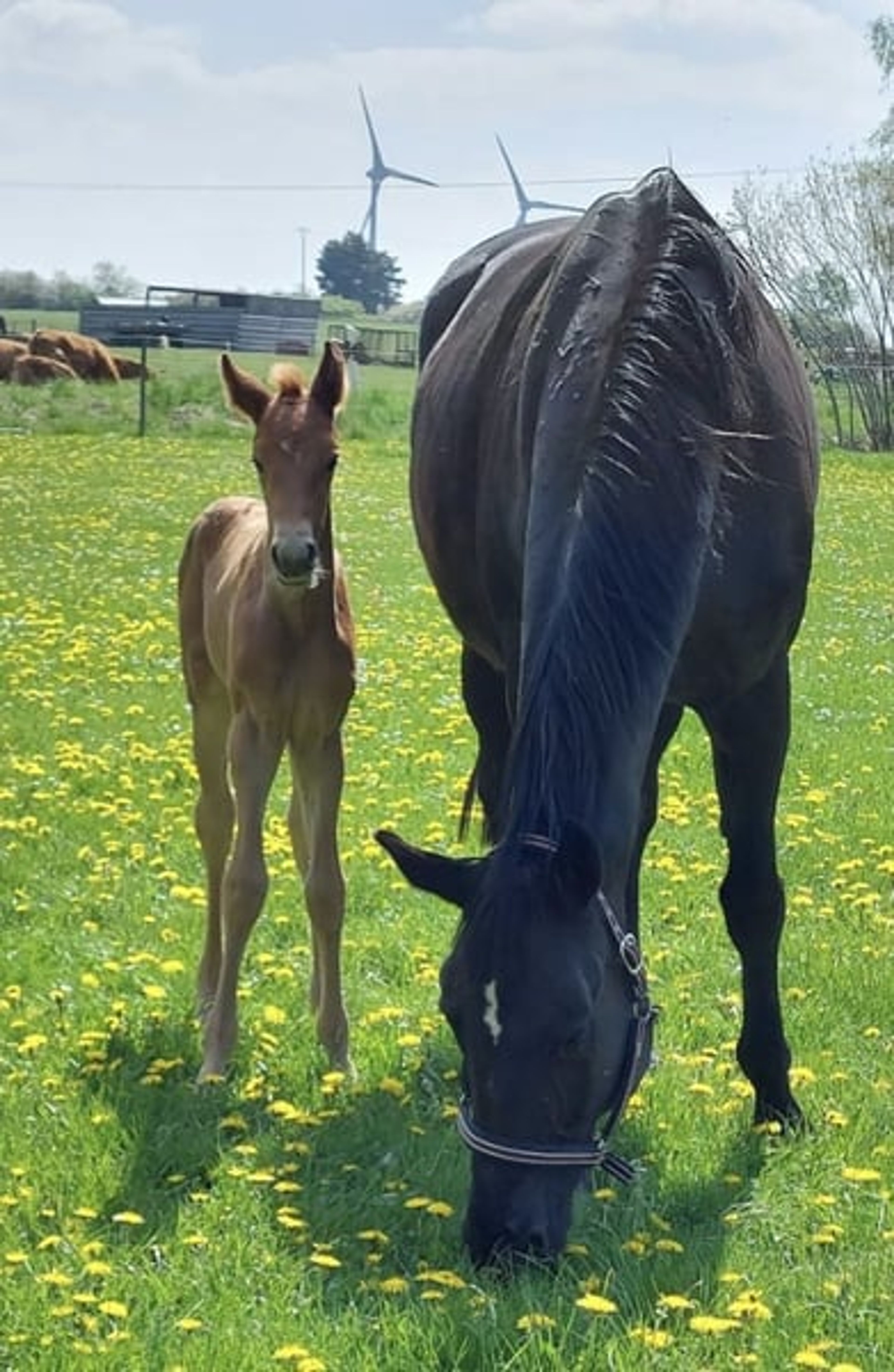Broodmare by Sir Donnerhall I