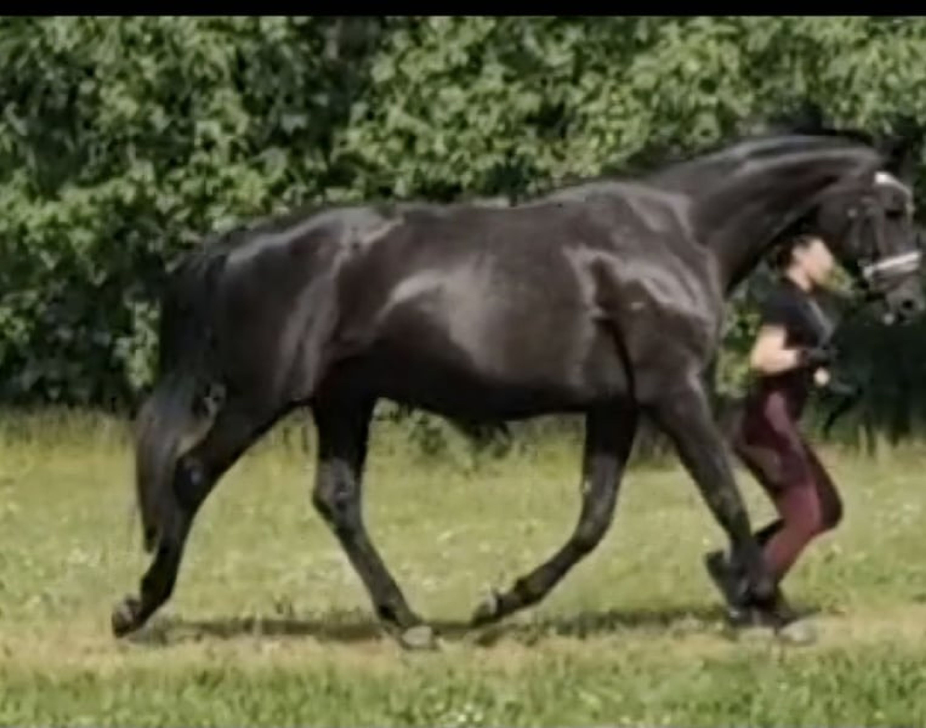 Broodmare by Sir Donnerhall I - Image 2