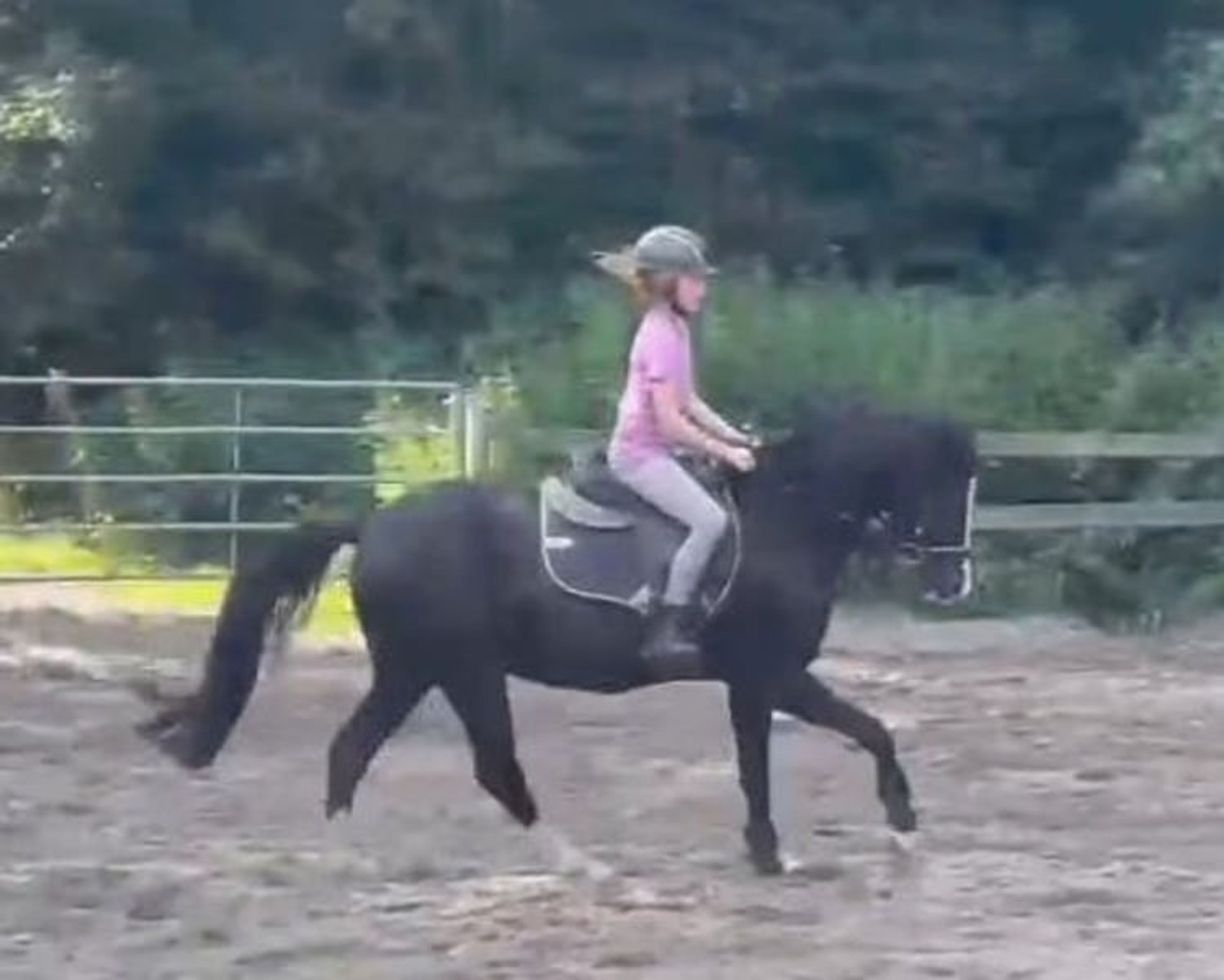 Lovely Welsh pony looking for a loving home for the next chapter of its life.
