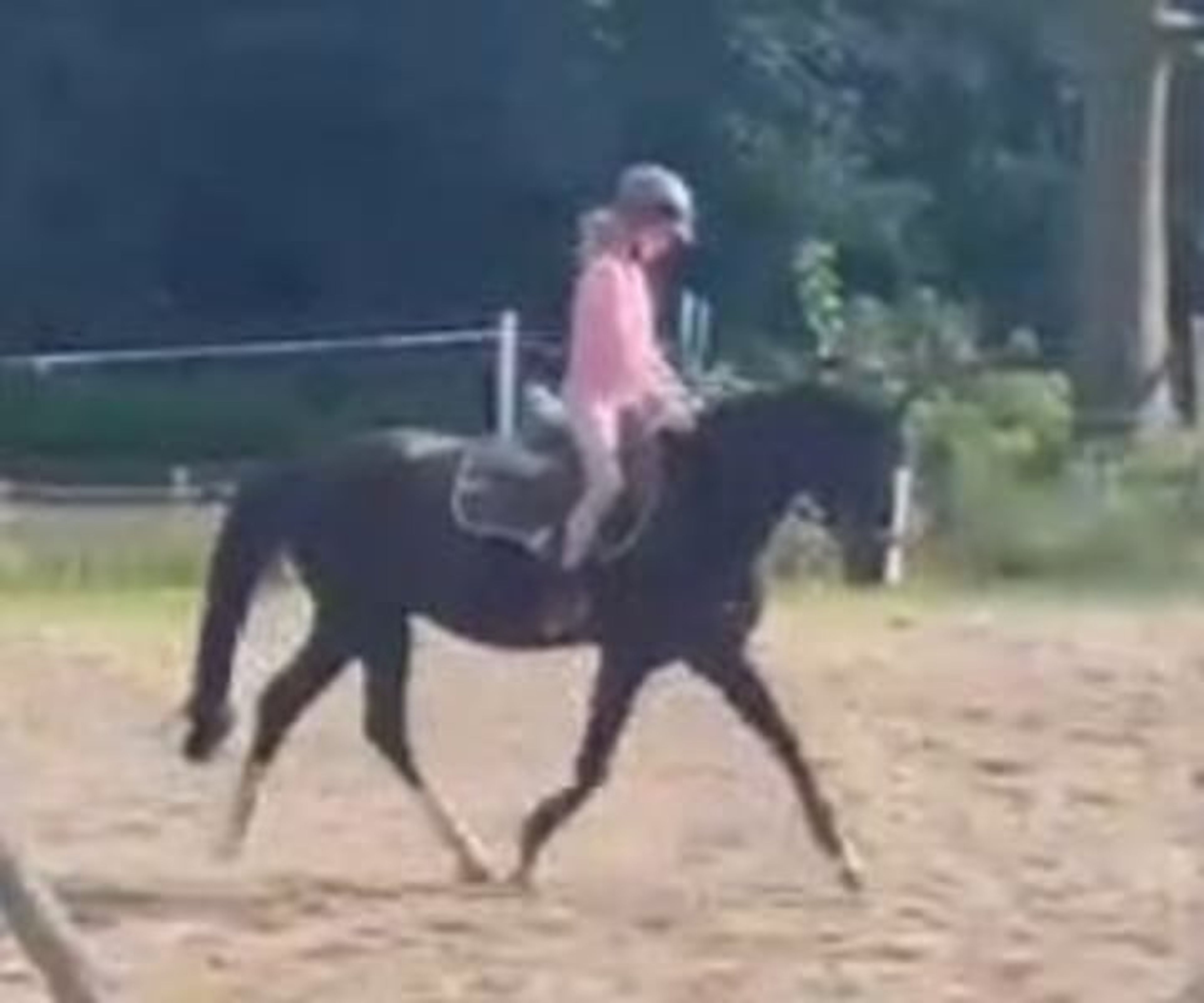 Lovely Welsh pony looking for a loving home for the next chapter of its life. - Image 2