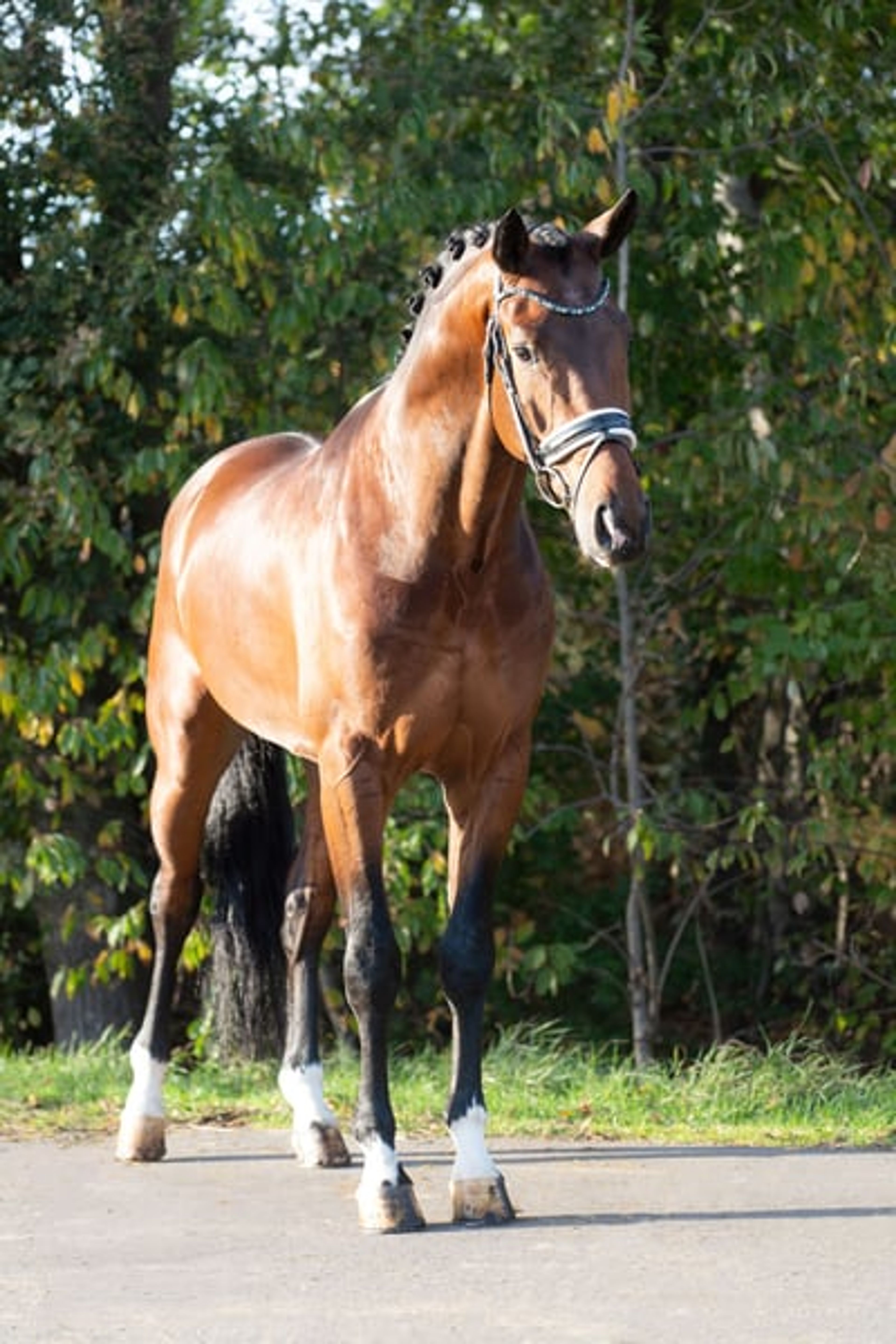 Stunning stallion with great potential for the future
