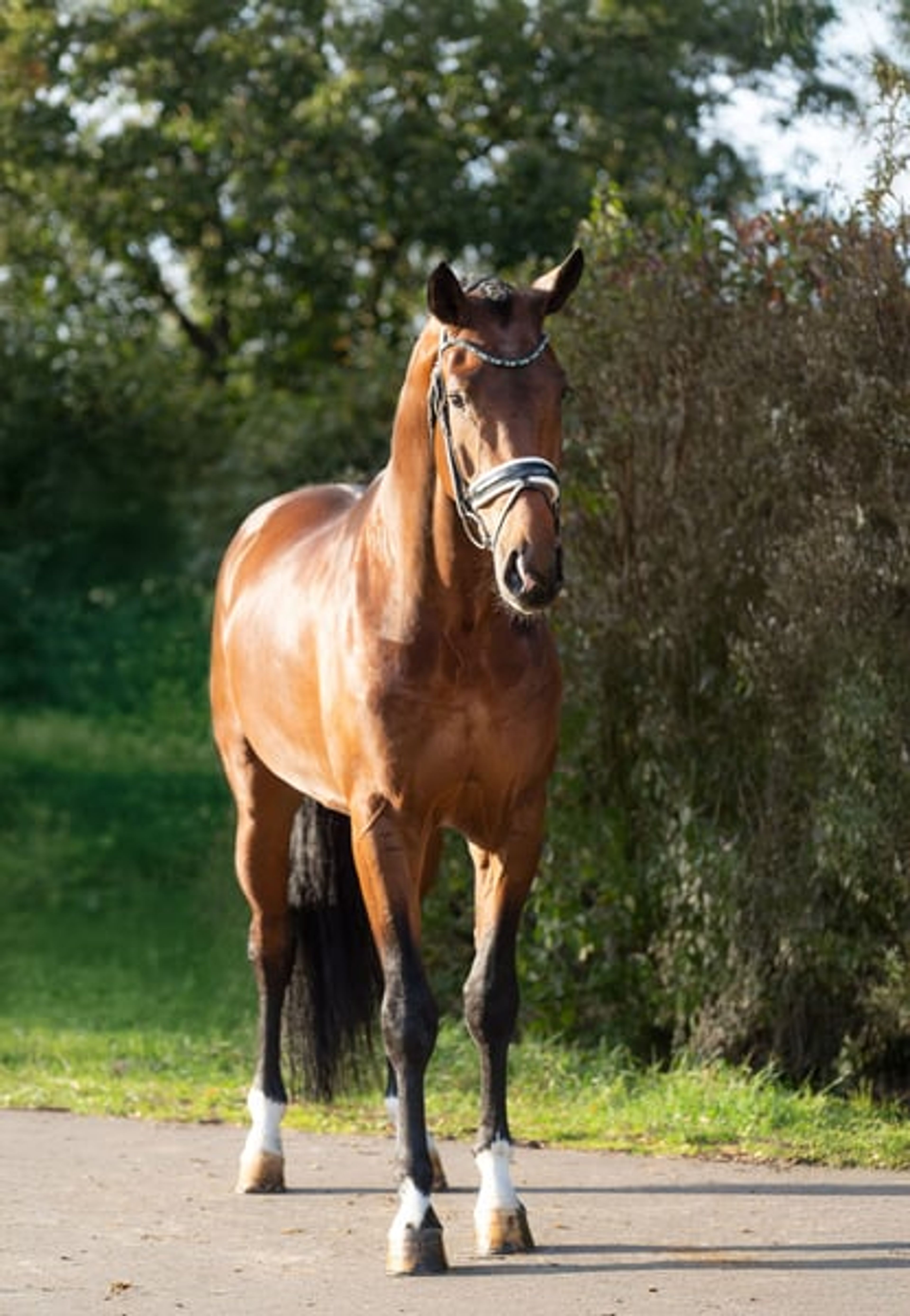 Stunning stallion with great potential for the future - Image 2