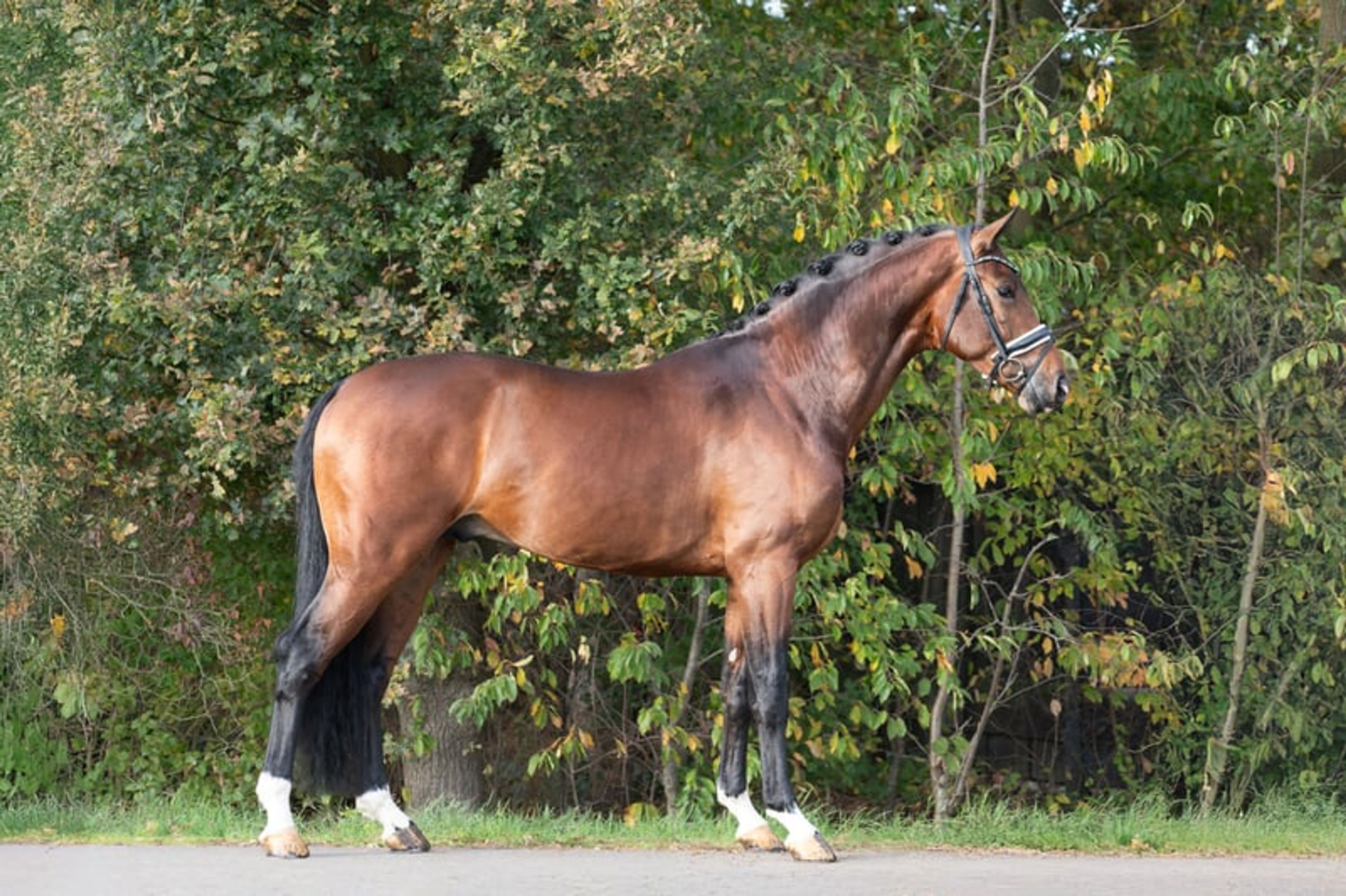 Stunning stallion with great potential for the future - Image 3