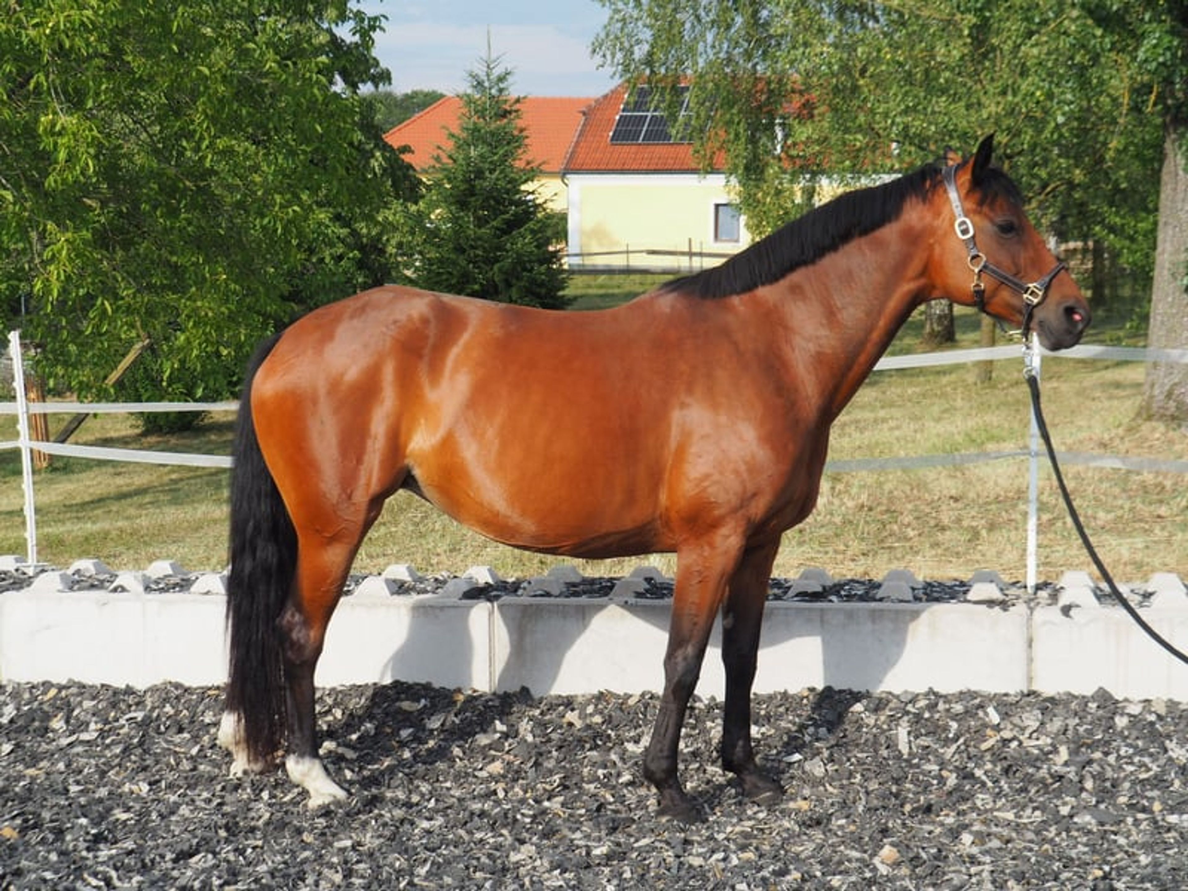 Hanoverian broodmare – Morricone I × Fürst Heinrich