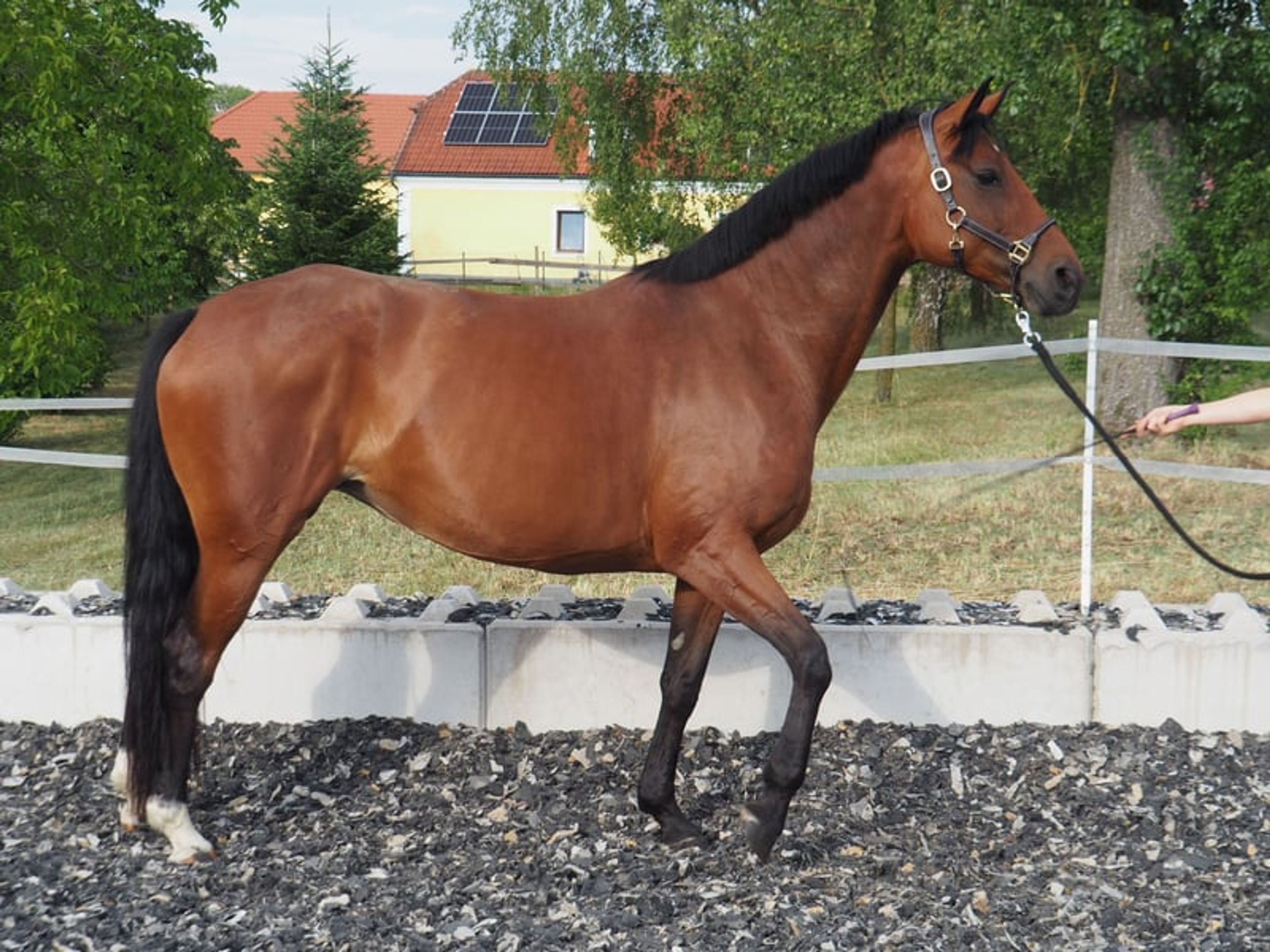 Hanoverian broodmare – Morricone I × Fürst Heinrich - Image 2
