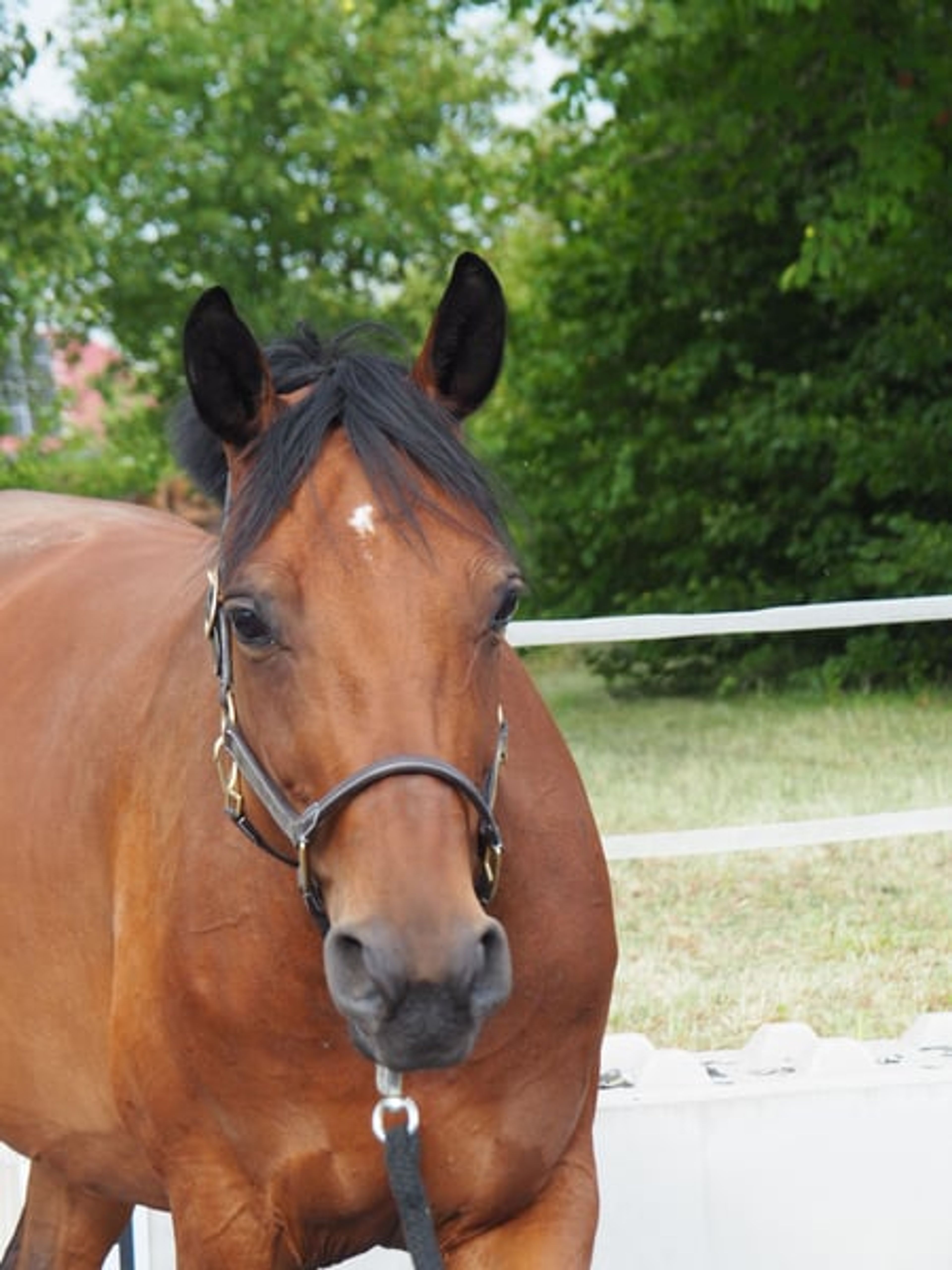 Hanoverian broodmare – Morricone I × Fürst Heinrich - Image 3