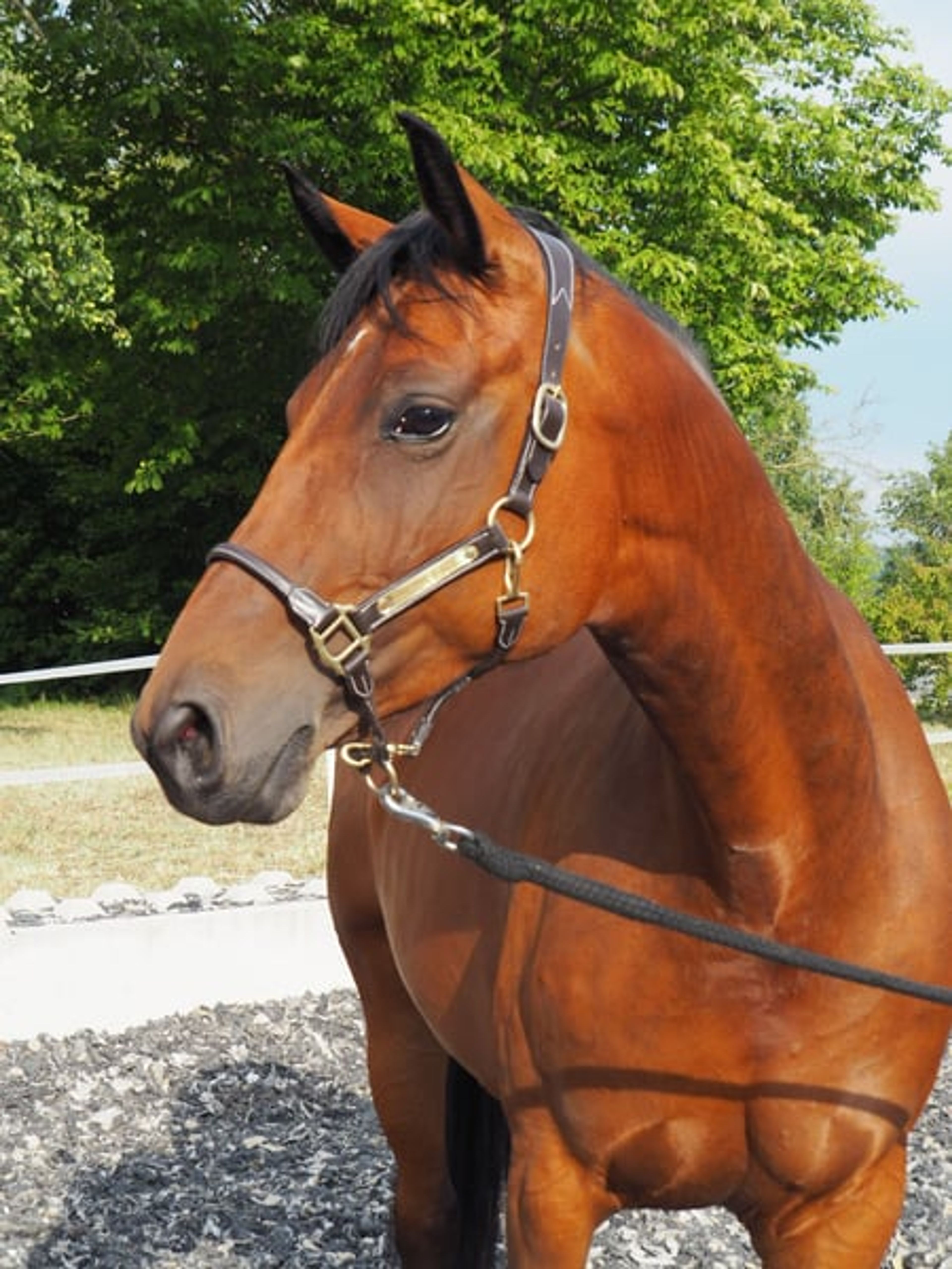 Hanoverian broodmare – Morricone I × Fürst Heinrich - Image 4