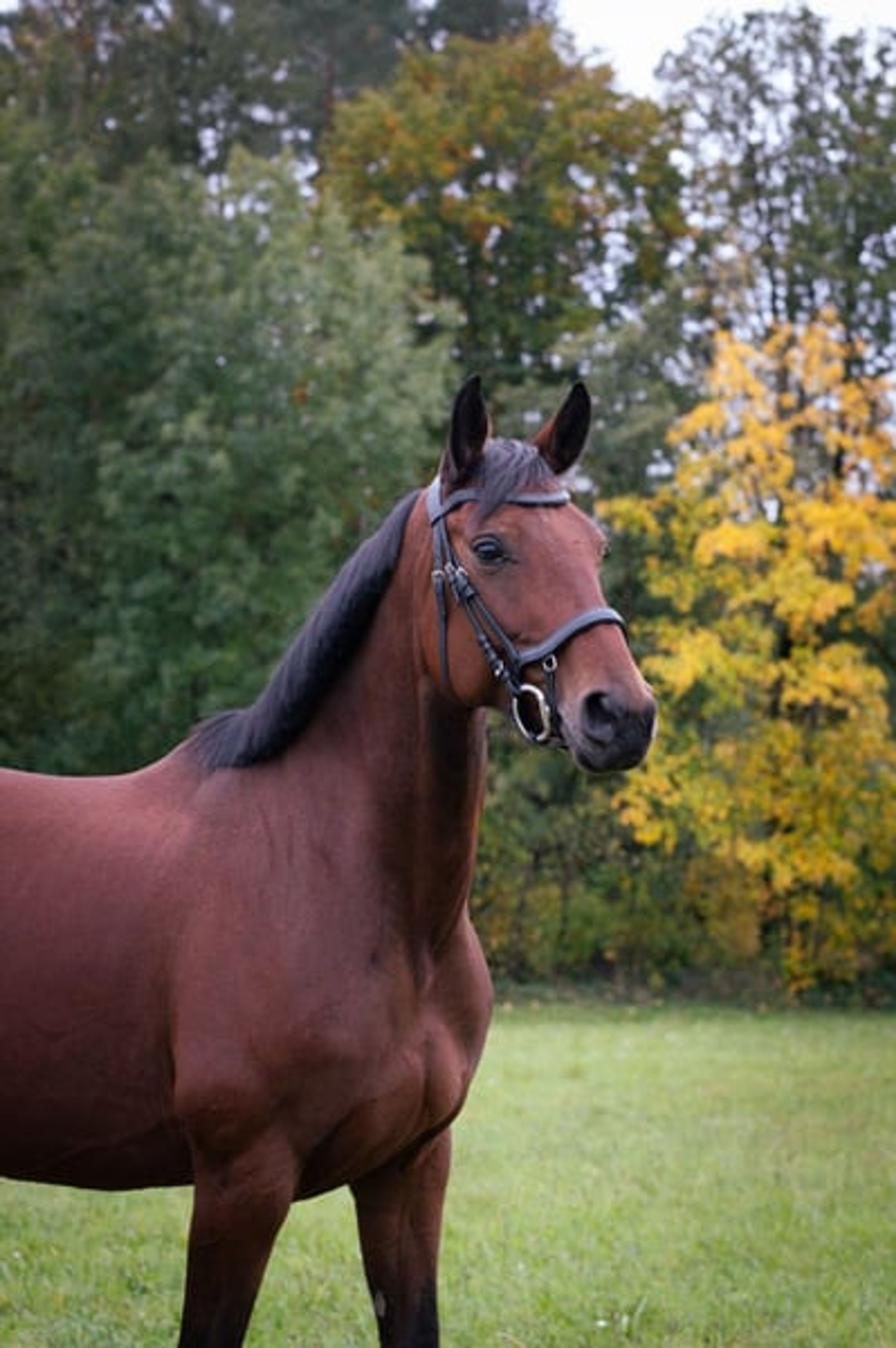 Hanoverian broodmare – Morricone I × Fürst Heinrich - Image 5