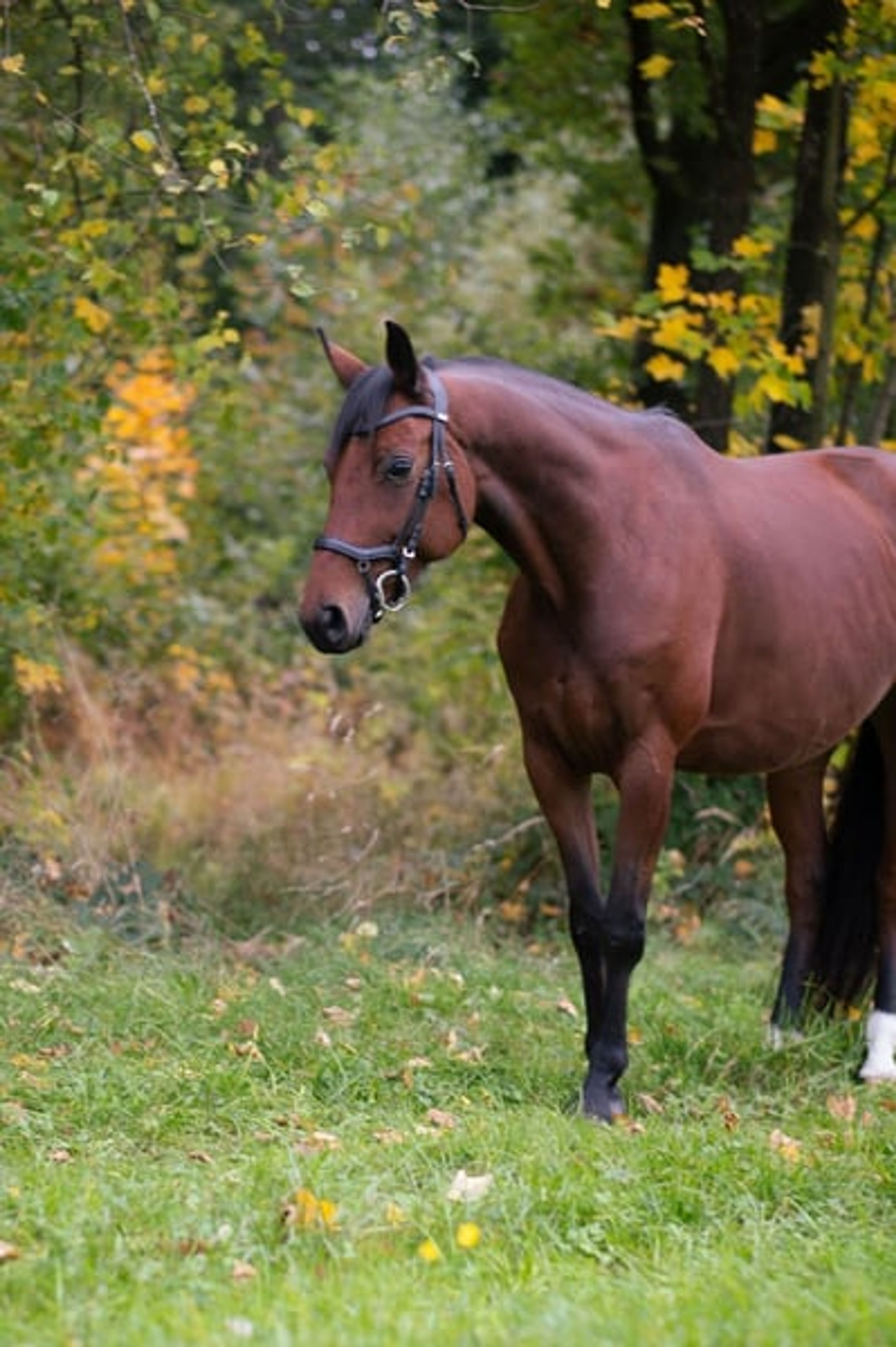 Hanoverian broodmare – Morricone I × Fürst Heinrich - Image 6