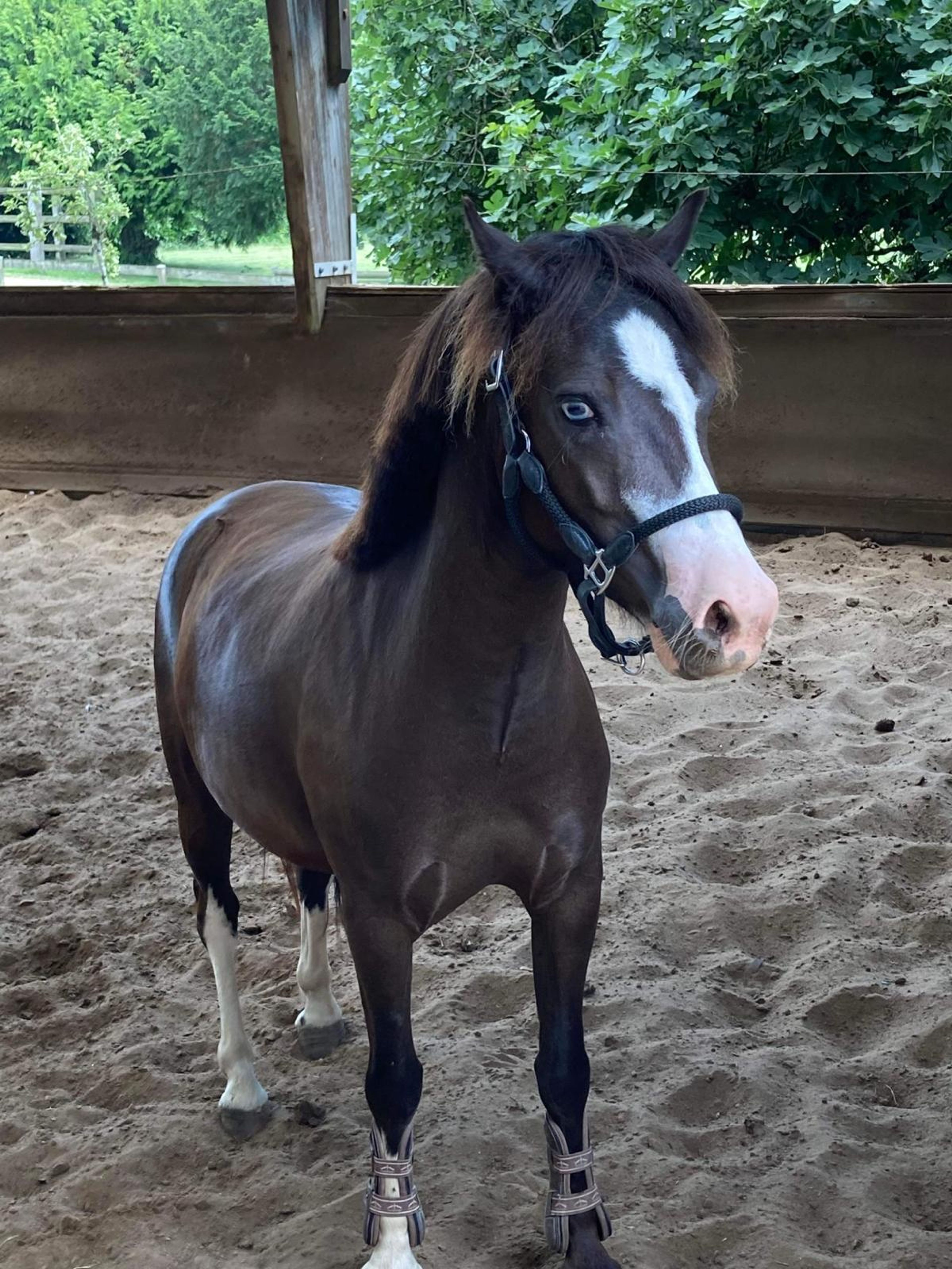 HELLBOY DE COME (- x -) - Image 2