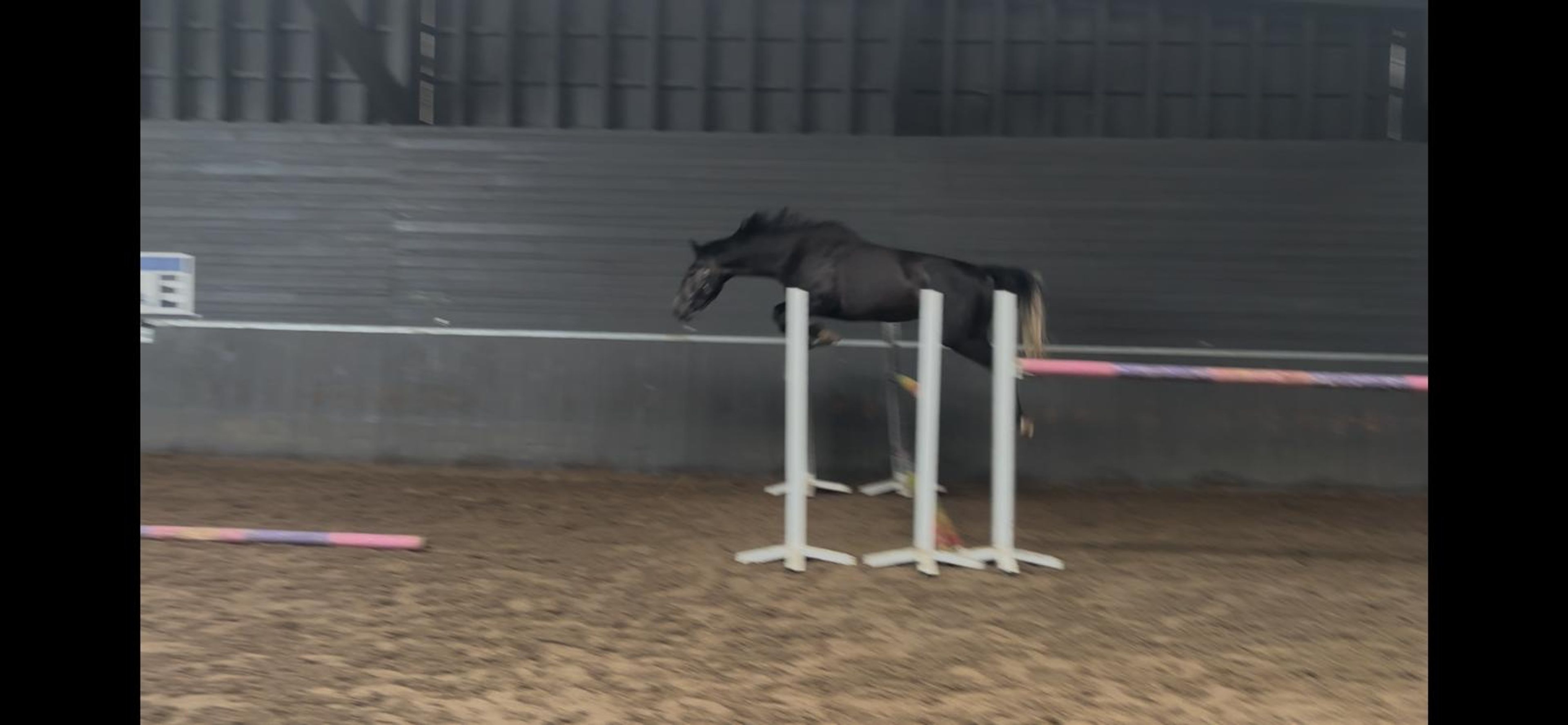 Angel vh Roversnest ☆☆ (AIGLON ROUGE x TRIOMPHE DE RIVERLAND) - Image 1