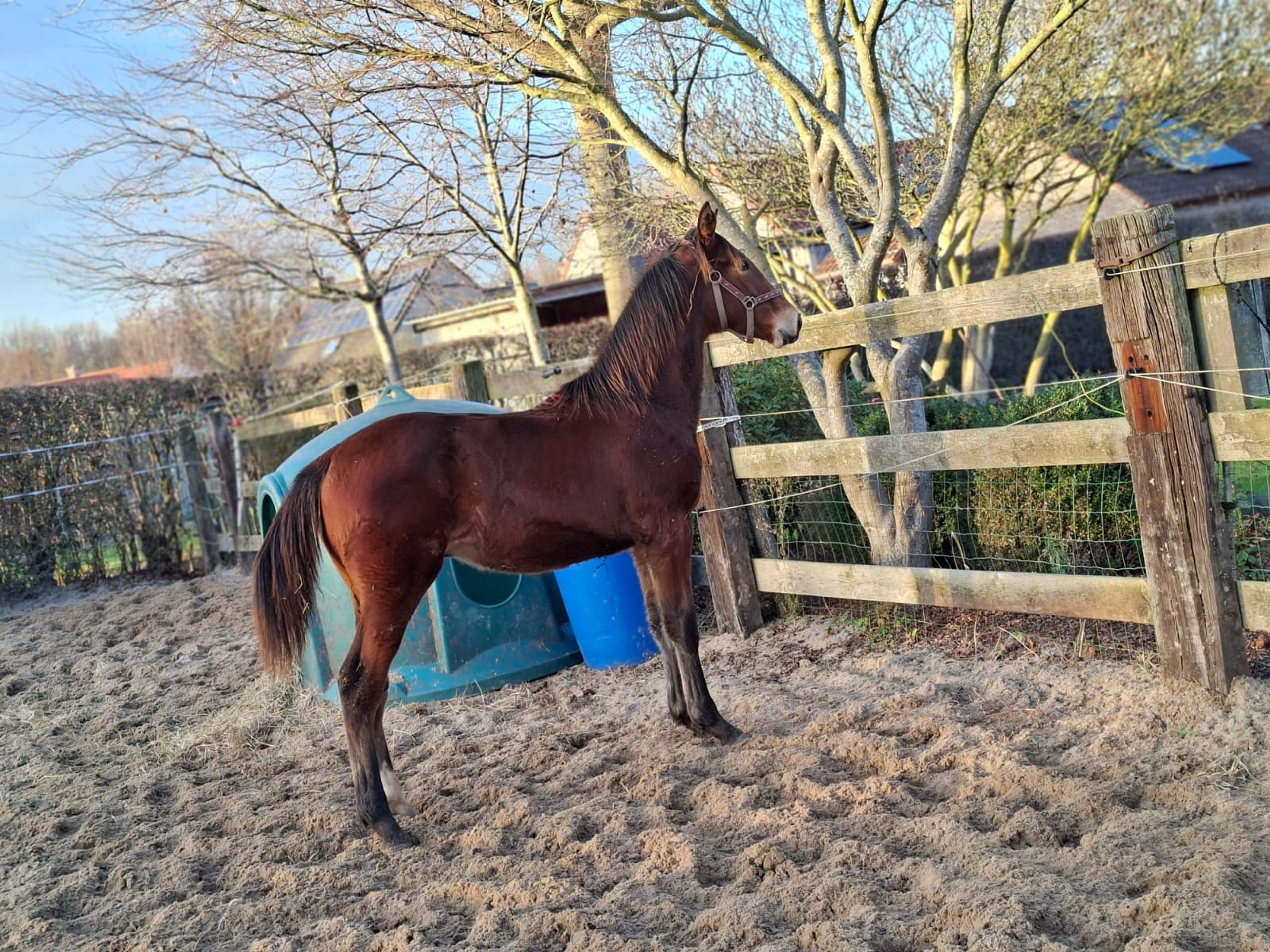 COLLIN VAN TERVLIERE - Image 3