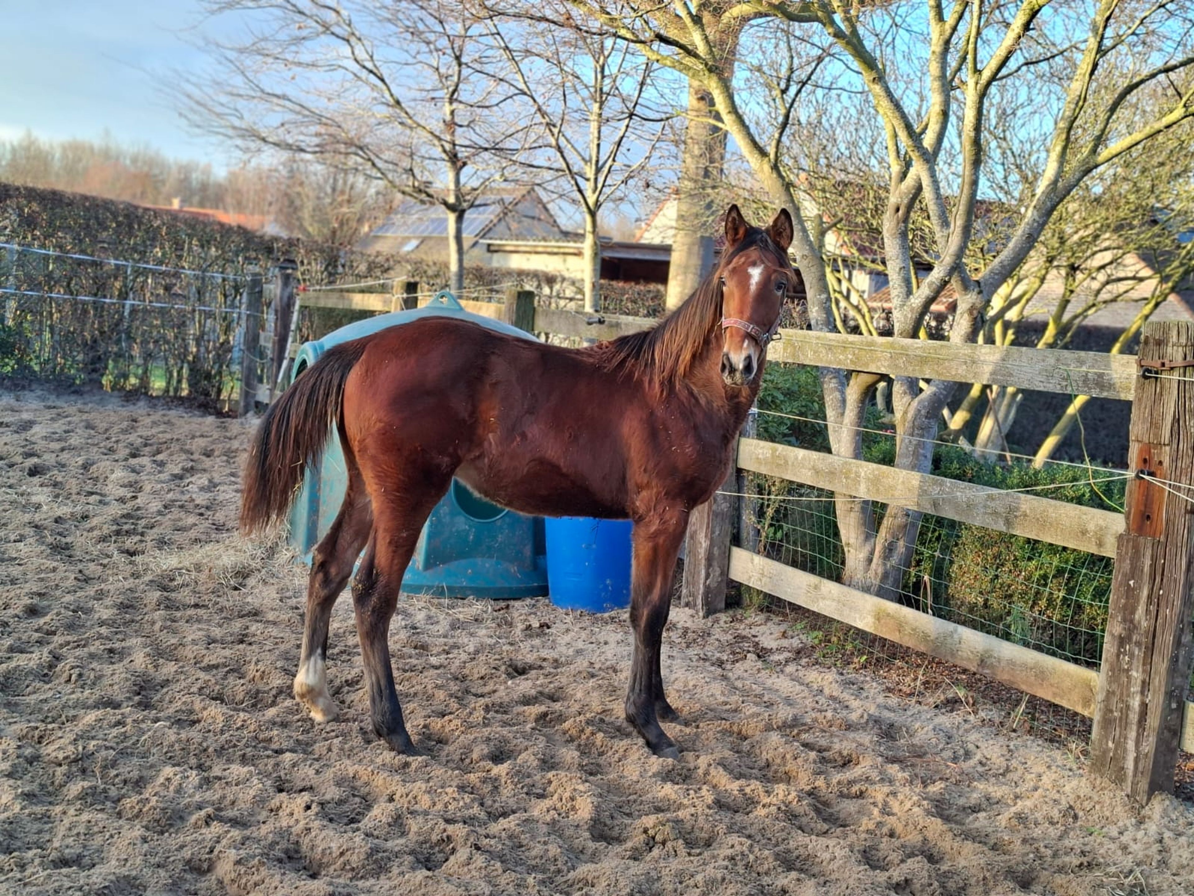 COLLIN VAN TERVLIERE - Image 2