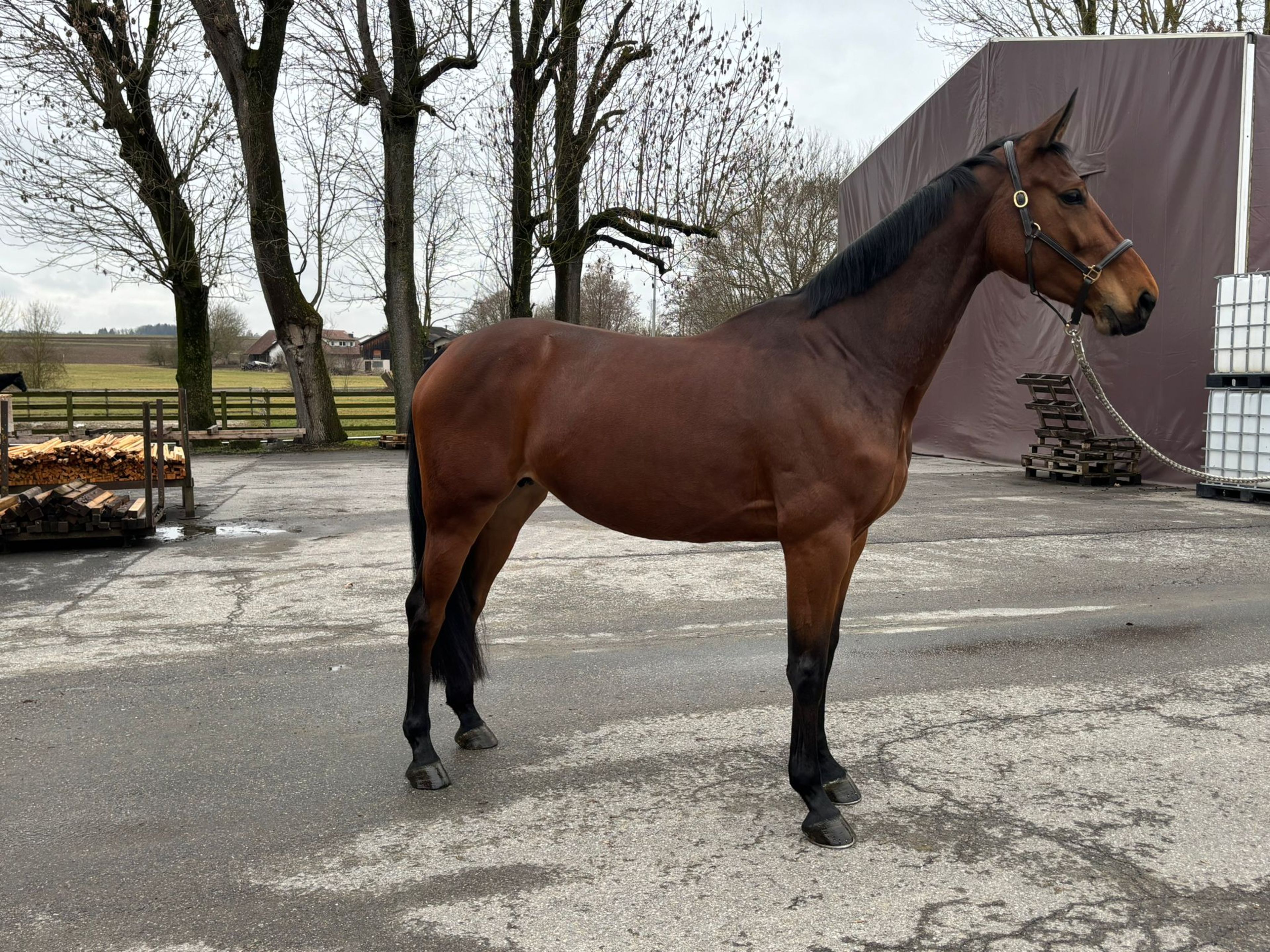 Tonique D' Houtem ☆☆ (CORNET OBOLENSKY x KASHMIR VAN SCHUTTERSHOF) - Image 2