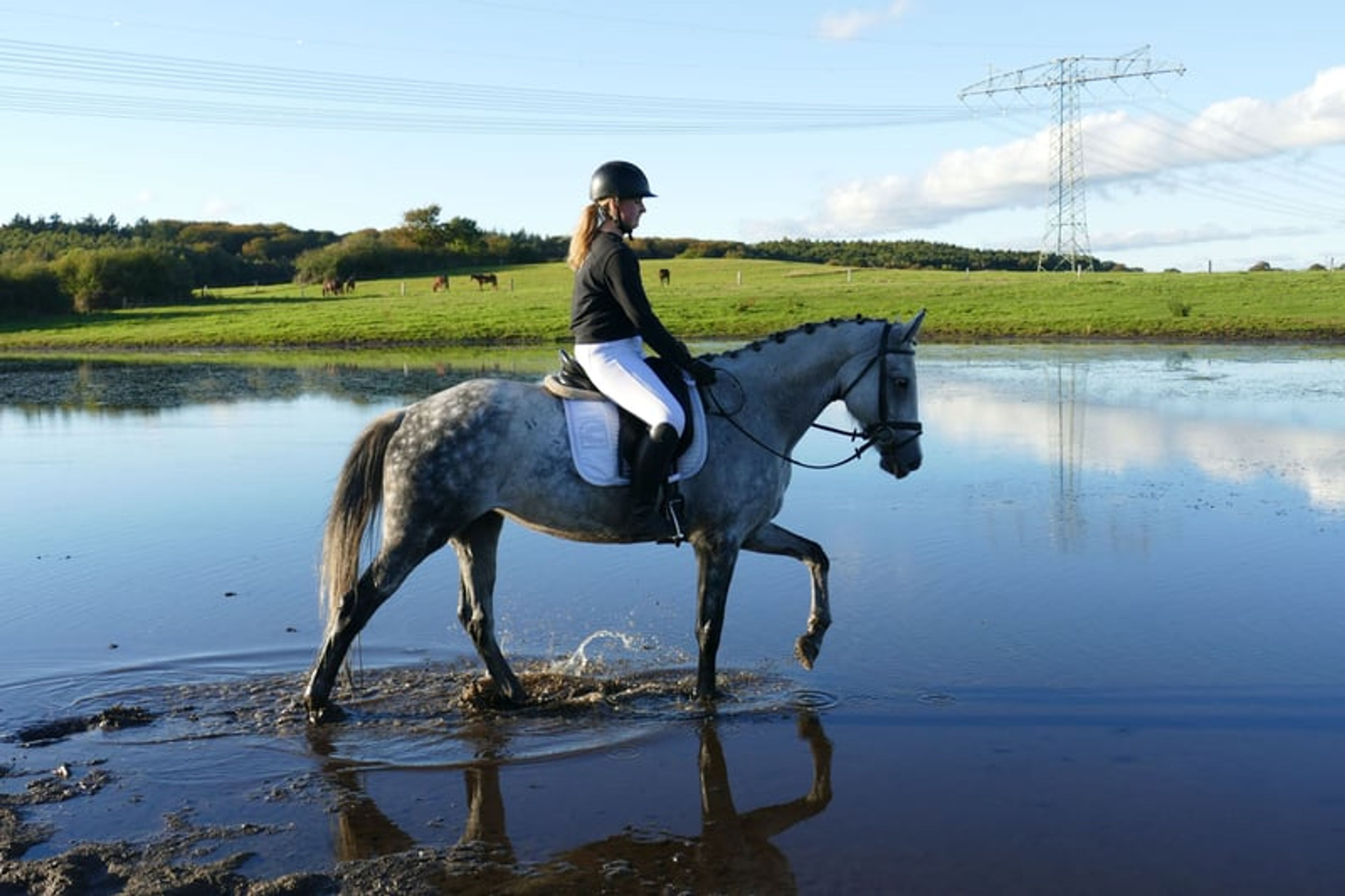 Typey dressage mare with quality gaits