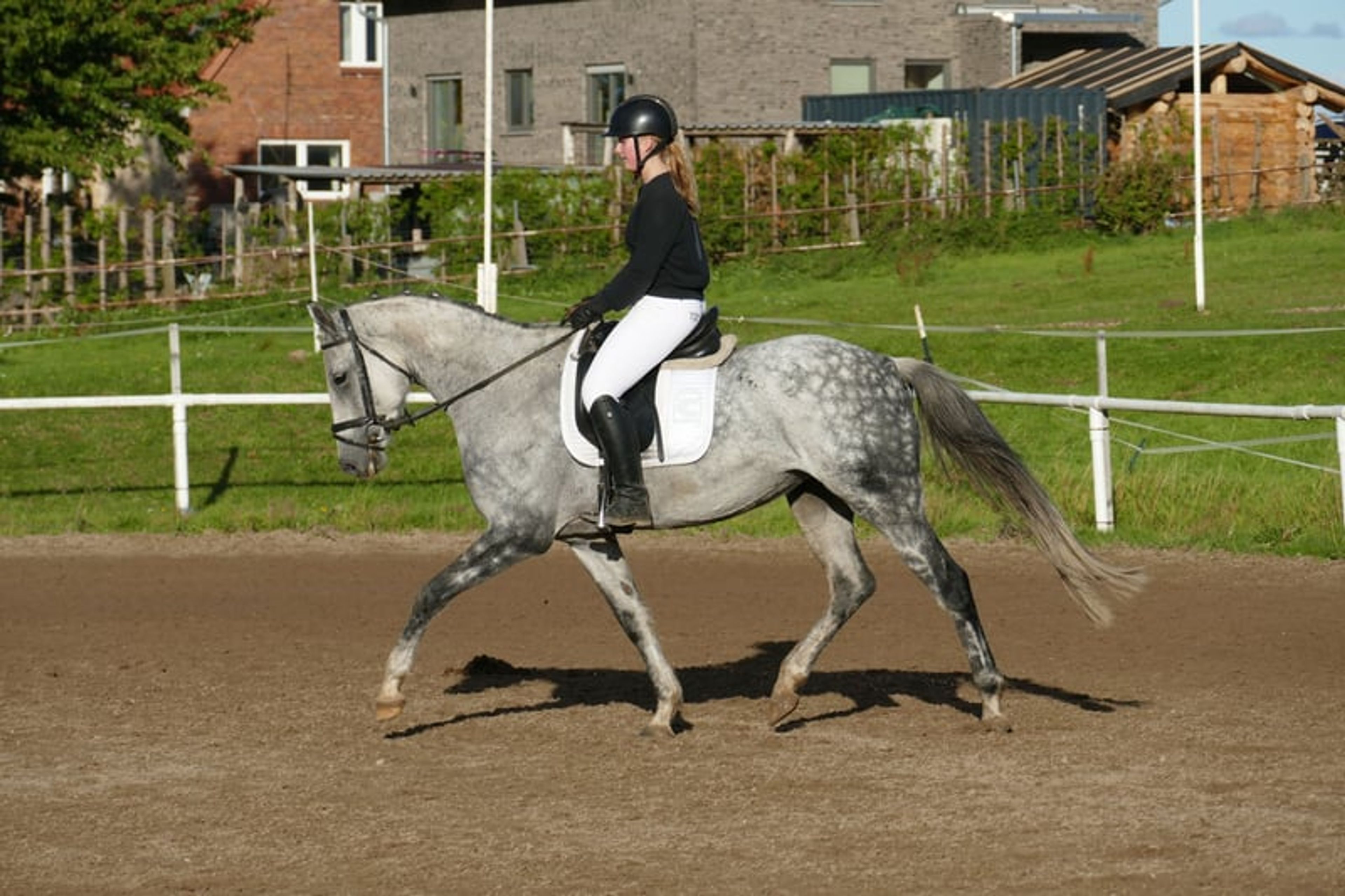 Typey dressage mare with quality gaits - Image 2