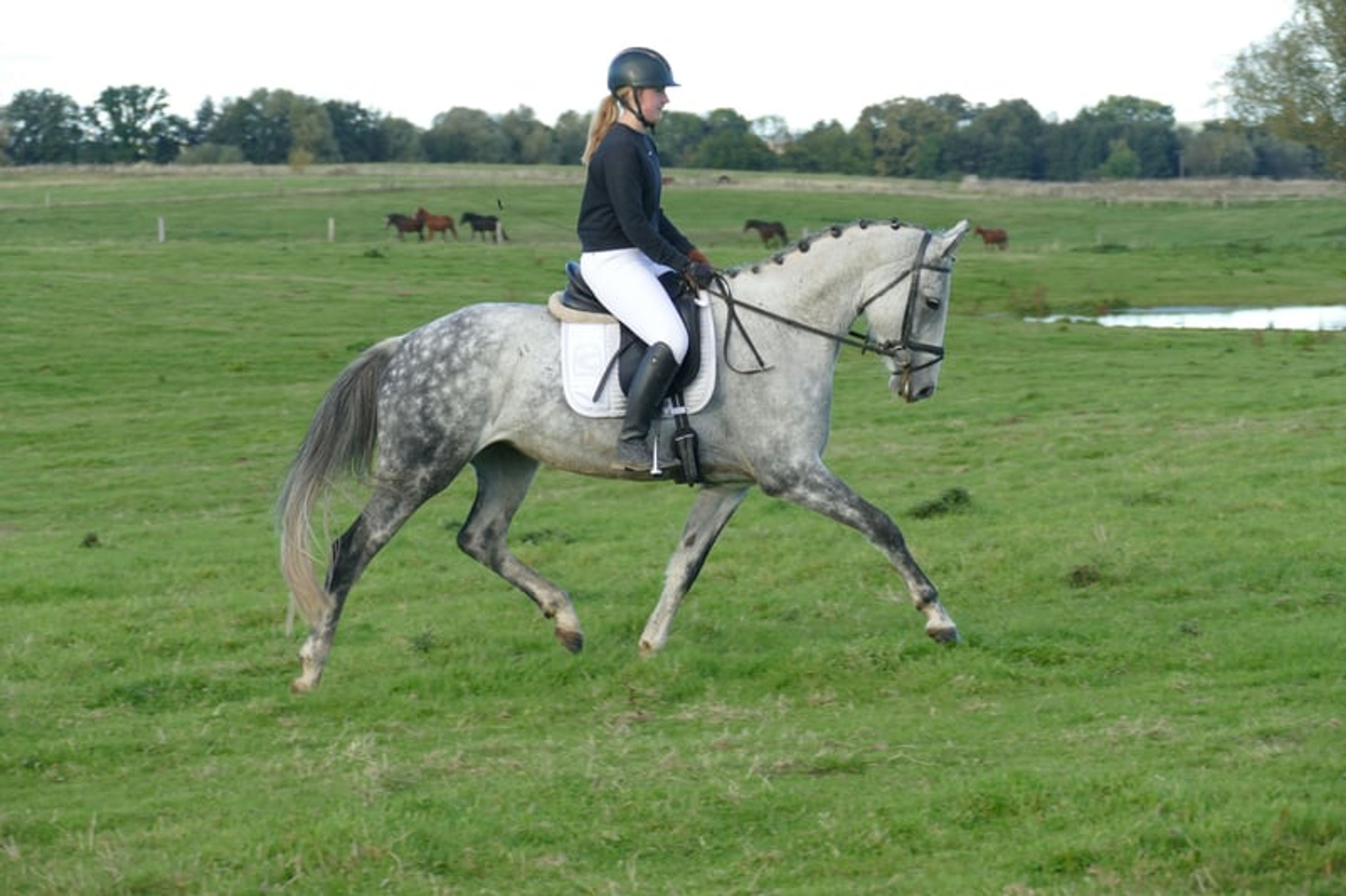 Typey dressage mare with quality gaits - Image 3