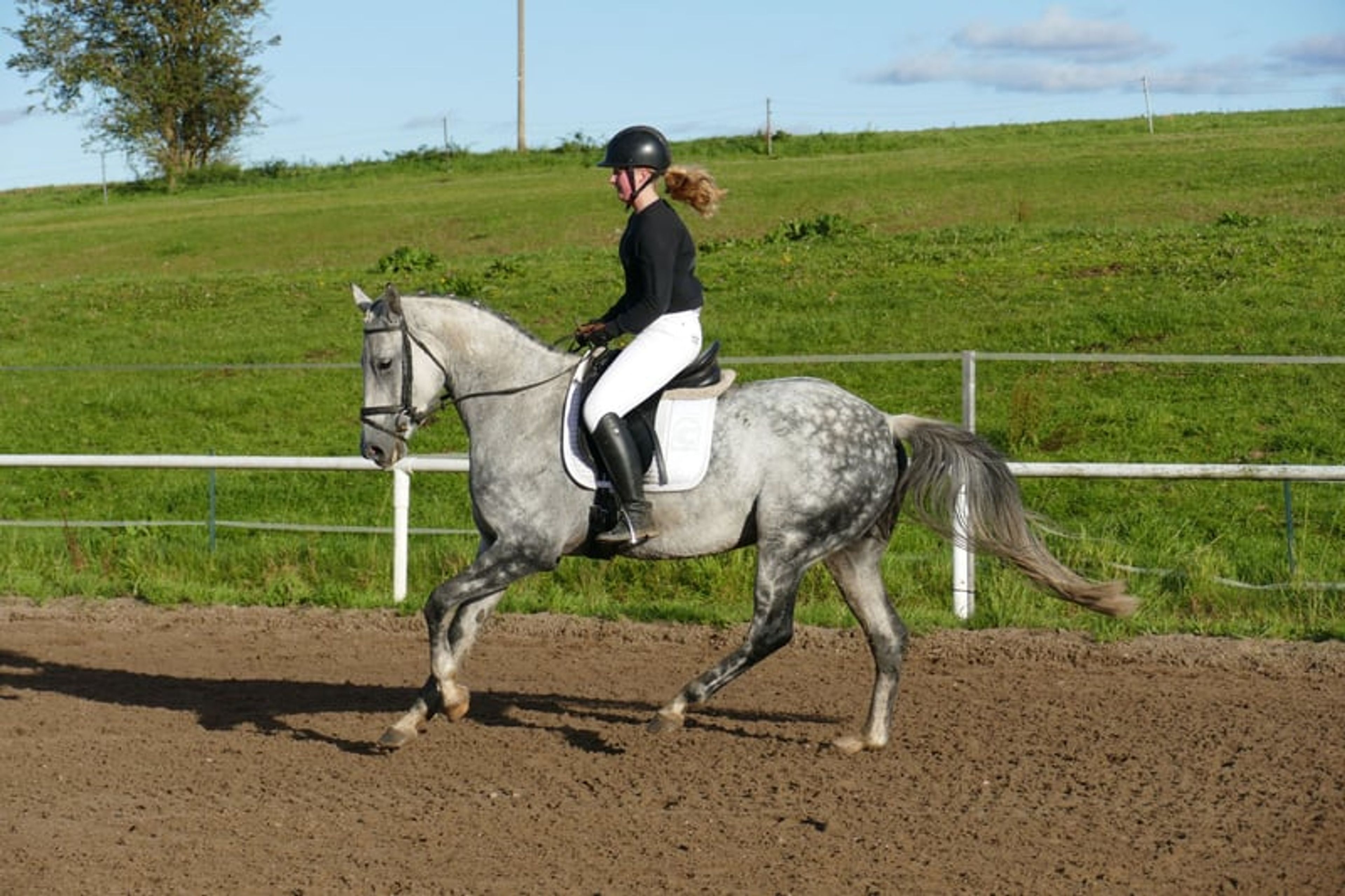 Typey dressage mare with quality gaits - Image 4