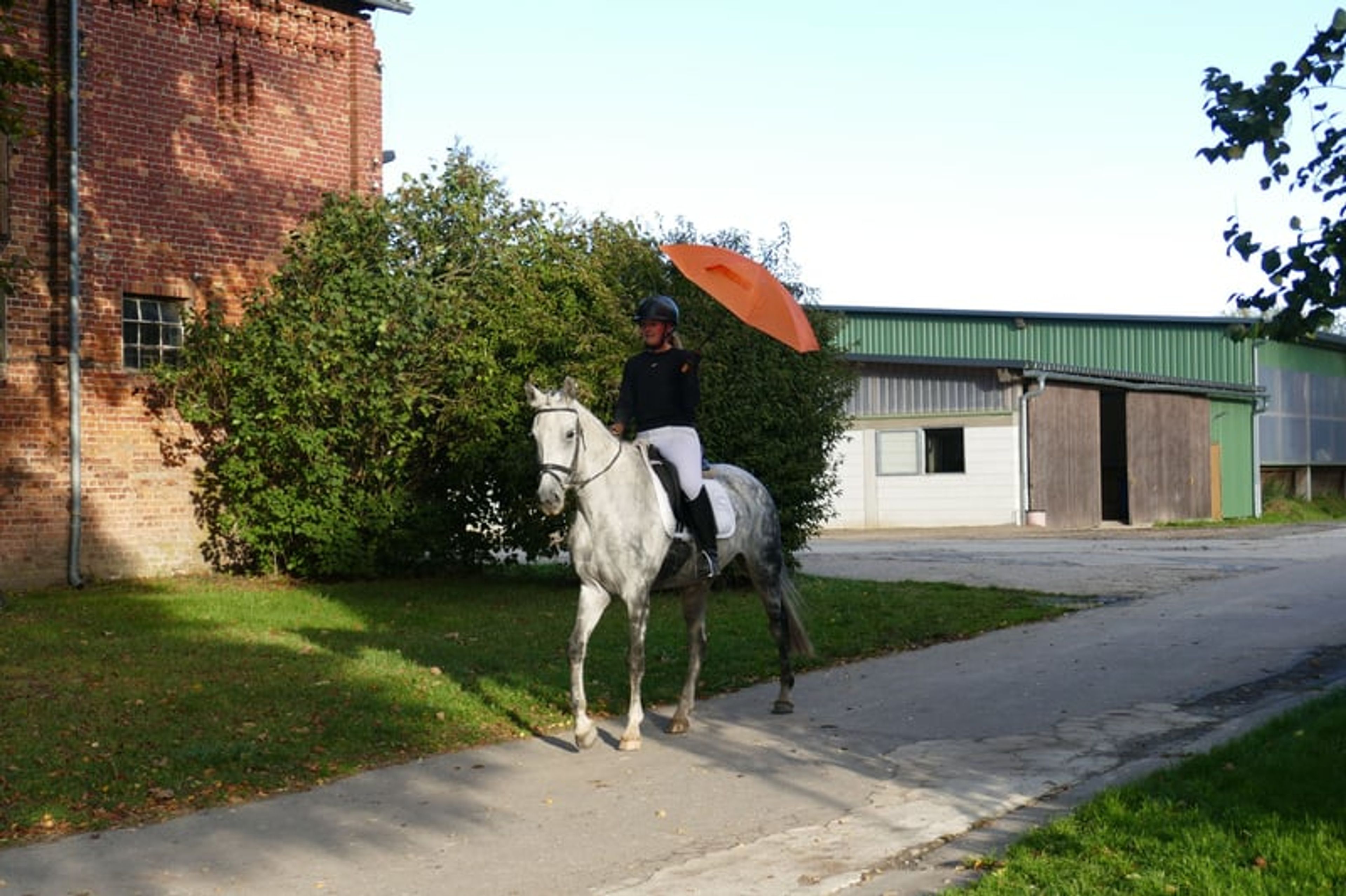 Typey dressage mare with quality gaits - Image 5