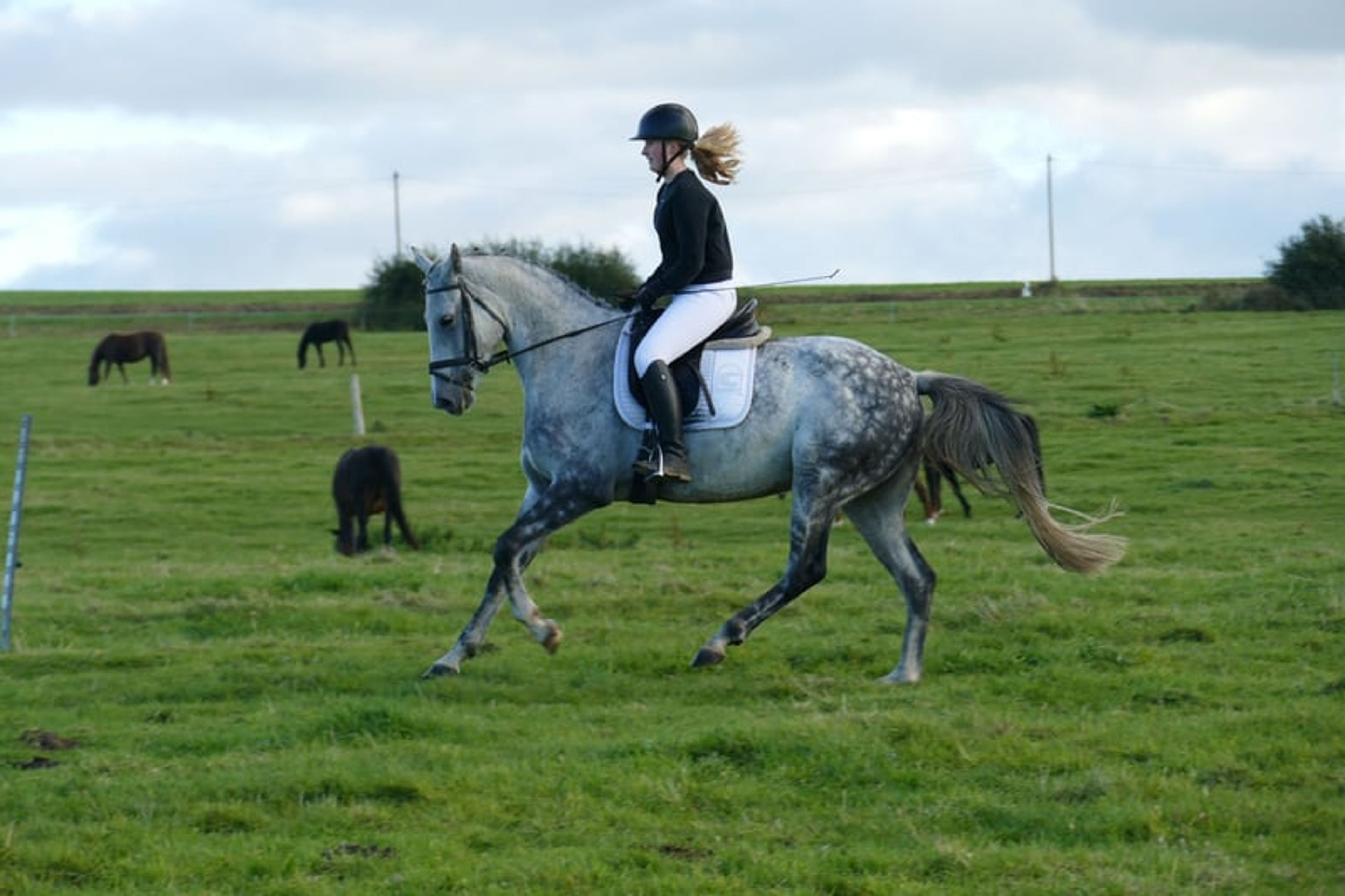 Typey dressage mare with quality gaits - Image 6