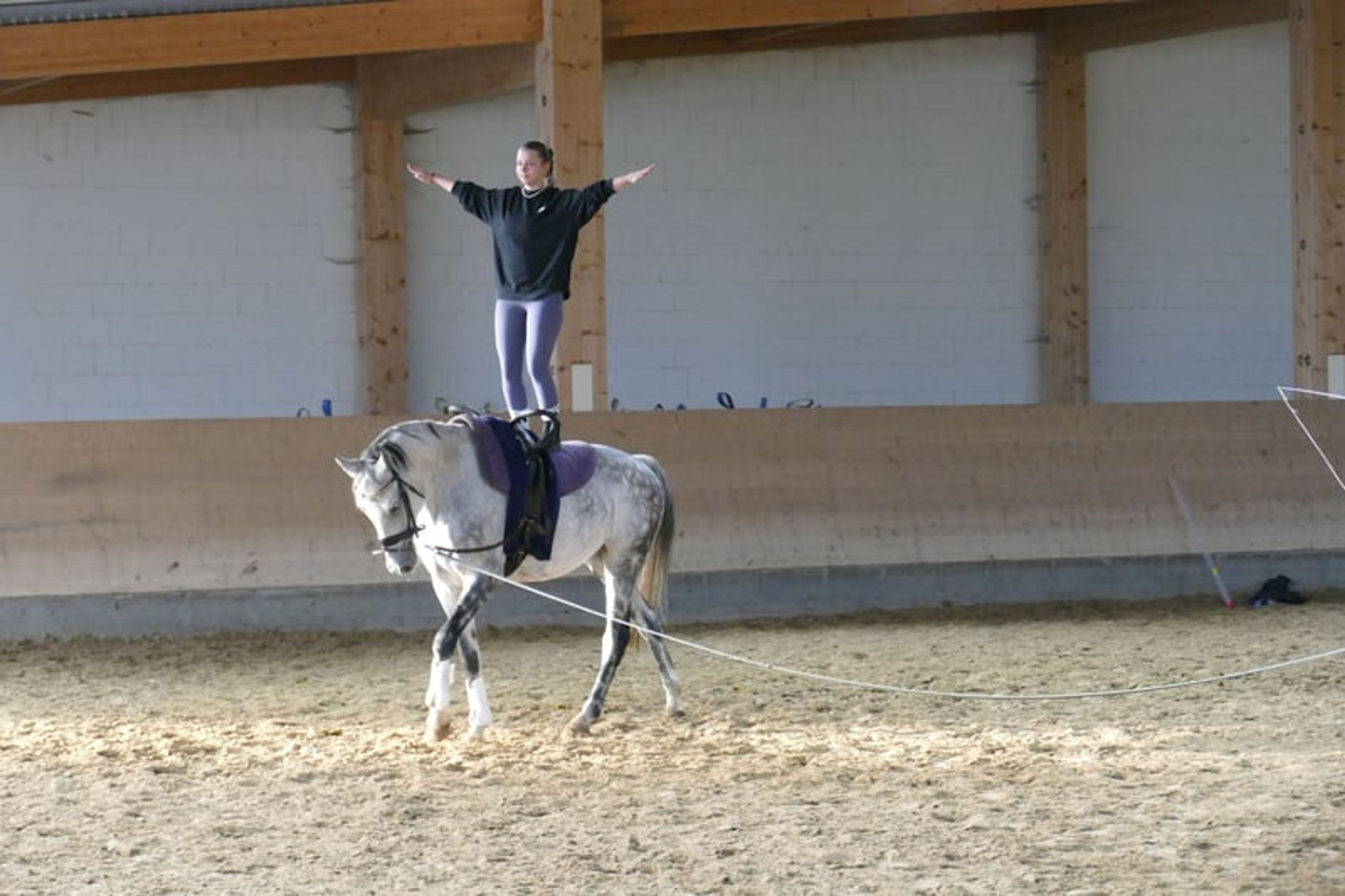 Typey dressage mare with quality gaits - Image 7