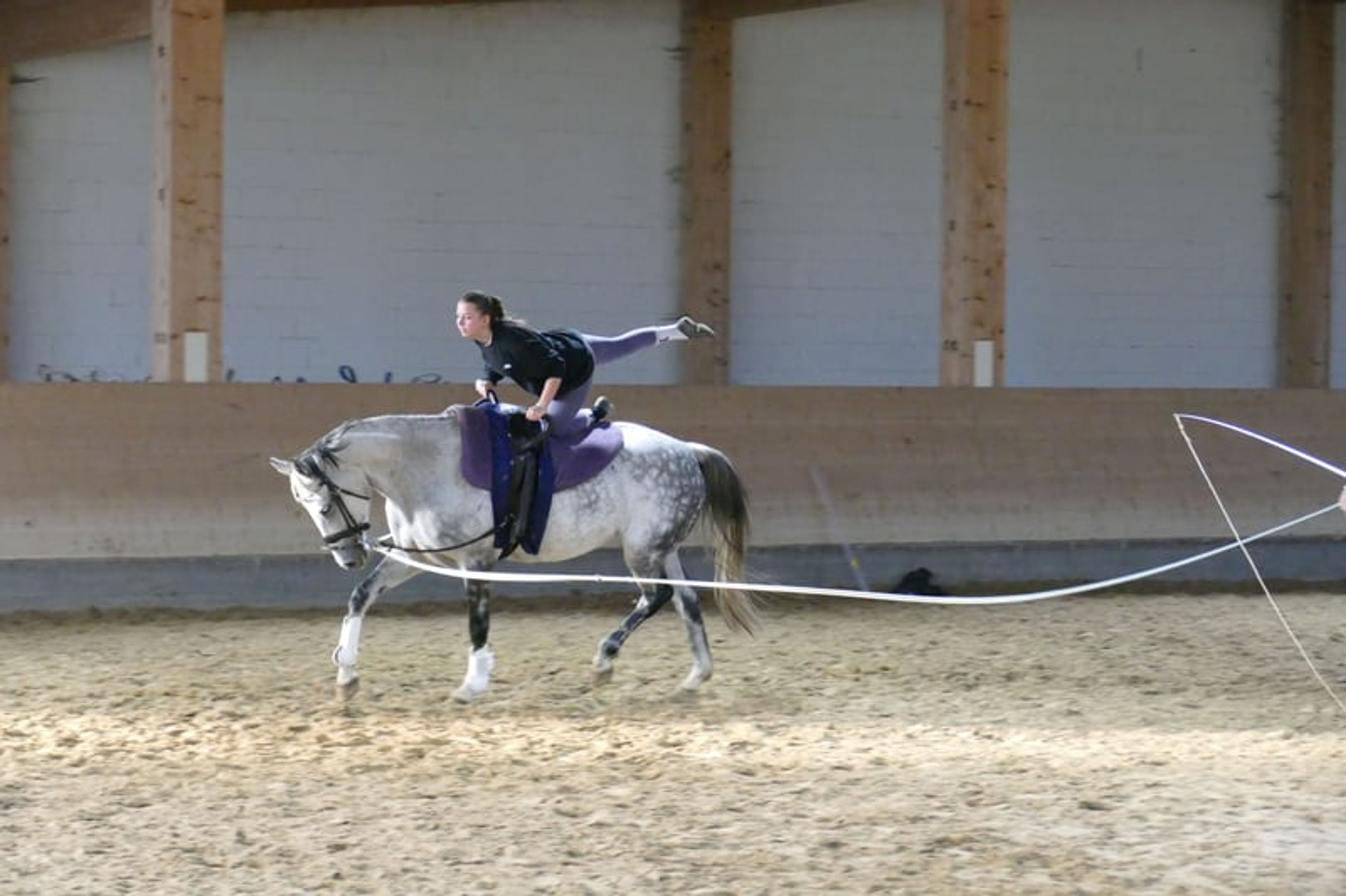 Typey dressage mare with quality gaits - Image 8