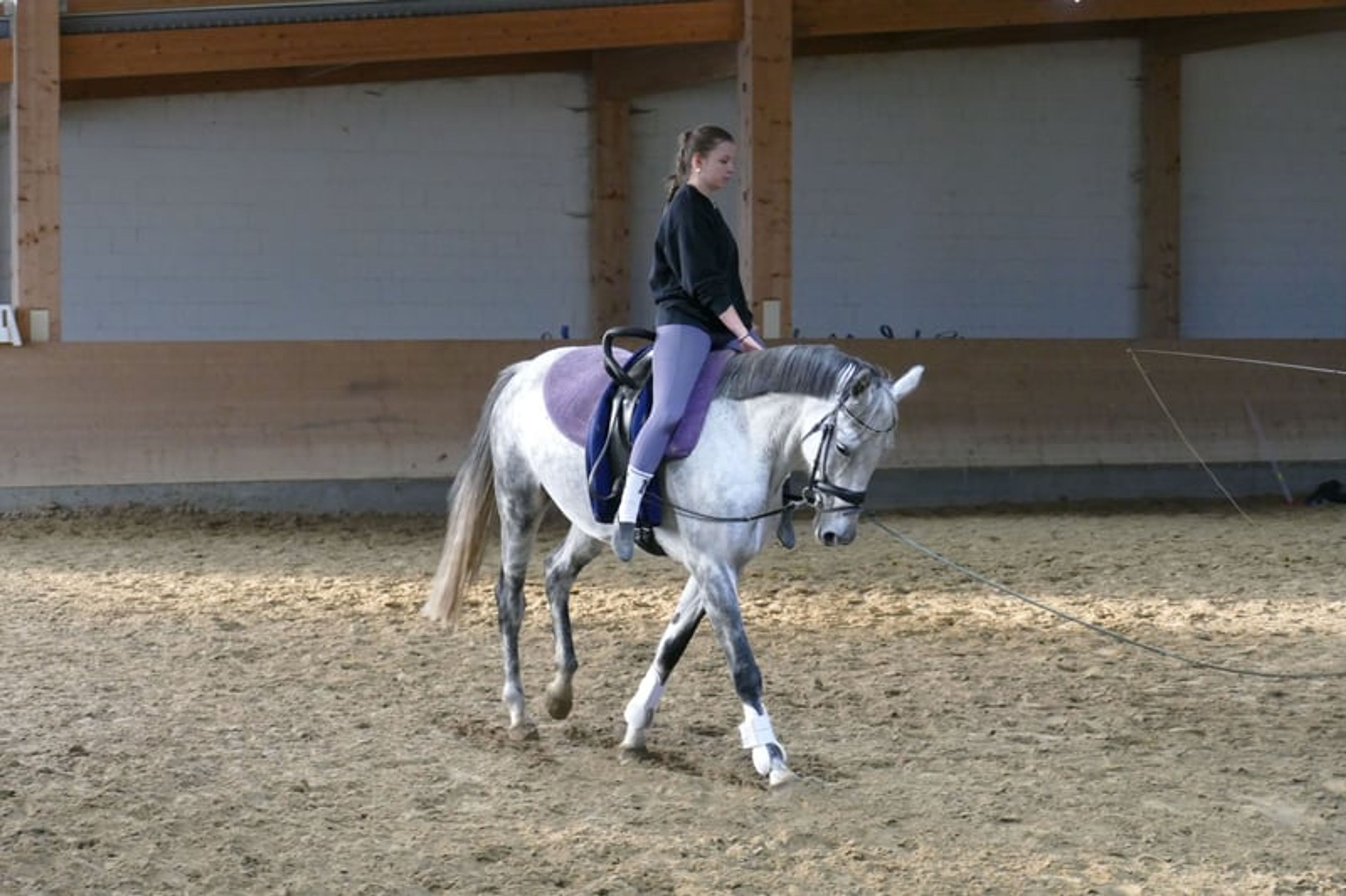 Typey dressage mare with quality gaits - Image 9