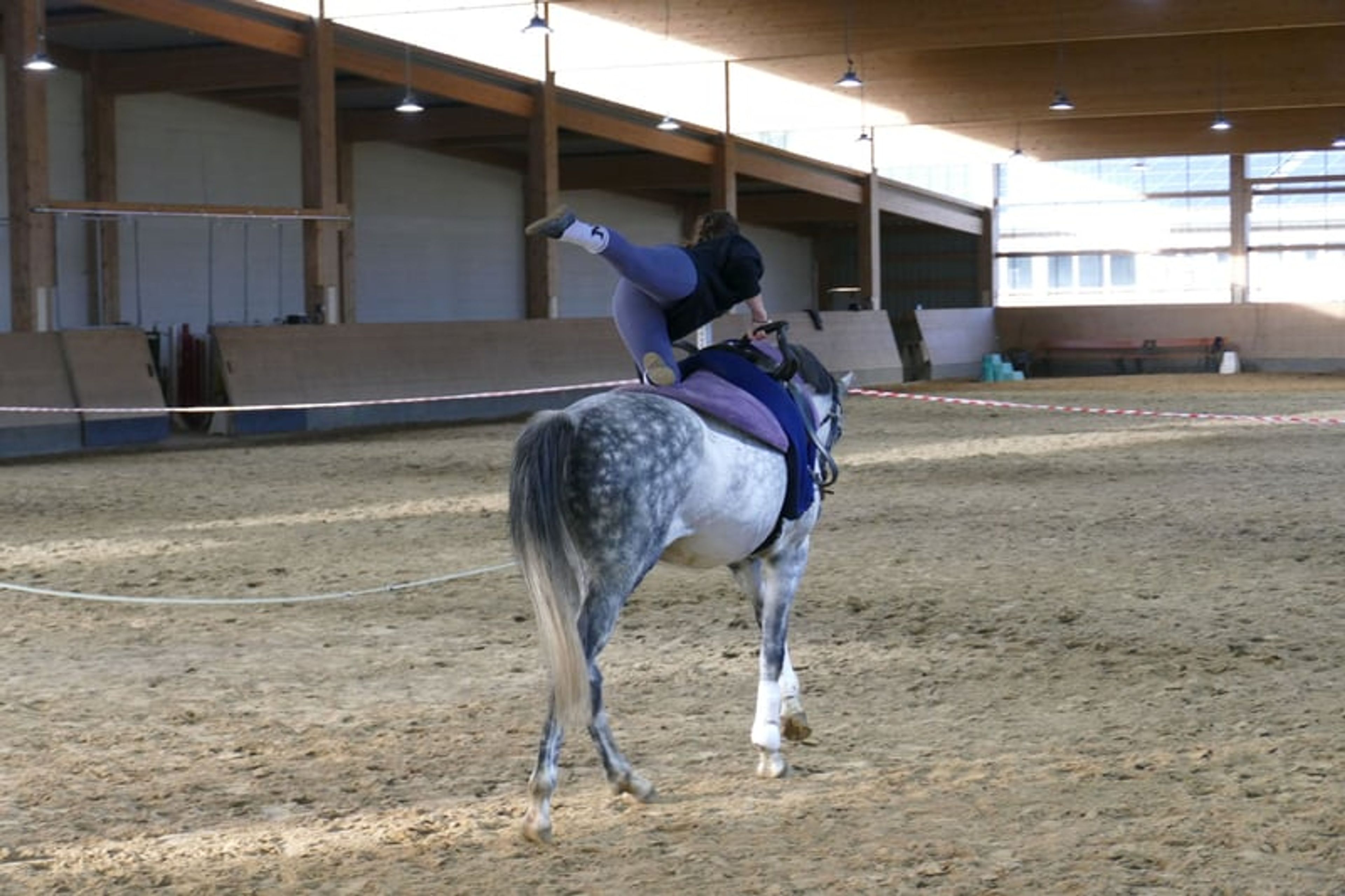 Typey dressage mare with quality gaits - Image 10