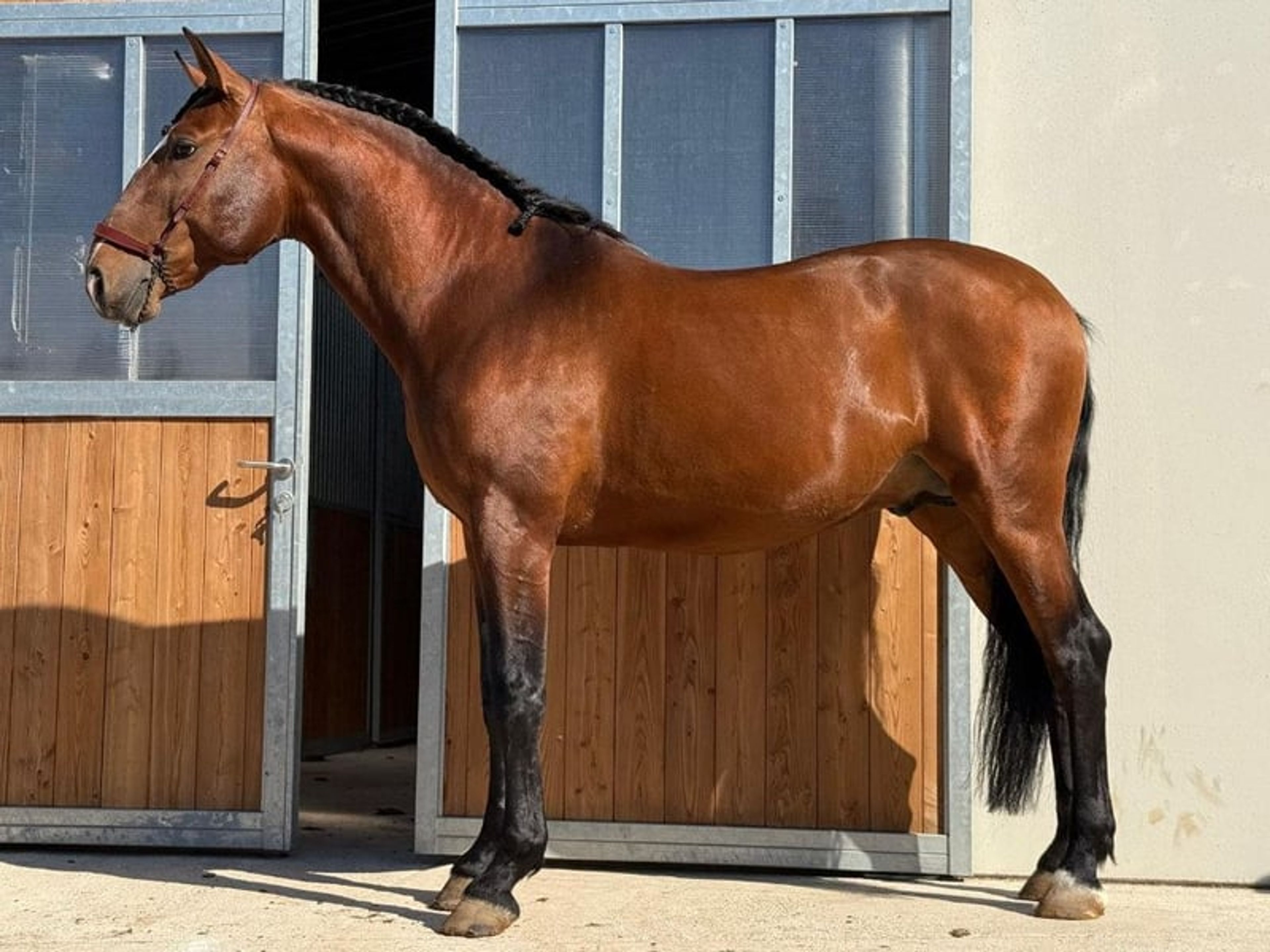 04157. Lusitano horse available for sale at an intermediate level. - Image 1